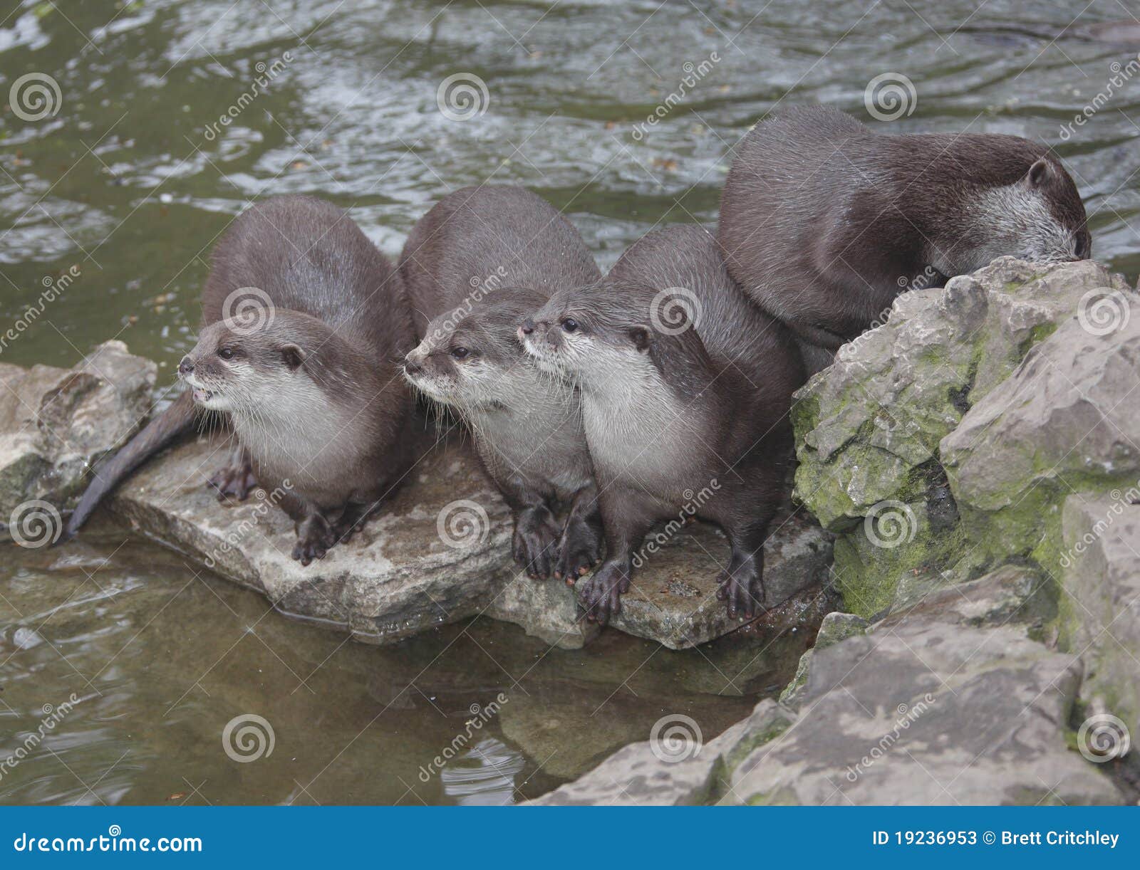 Otters stock image. Image of wildlife, togetherness, lookout - 19236953