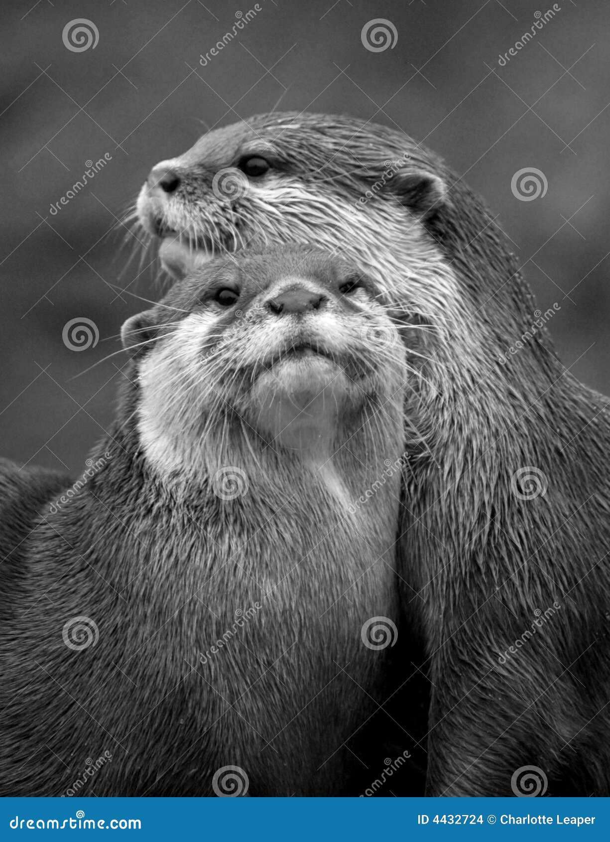 otters