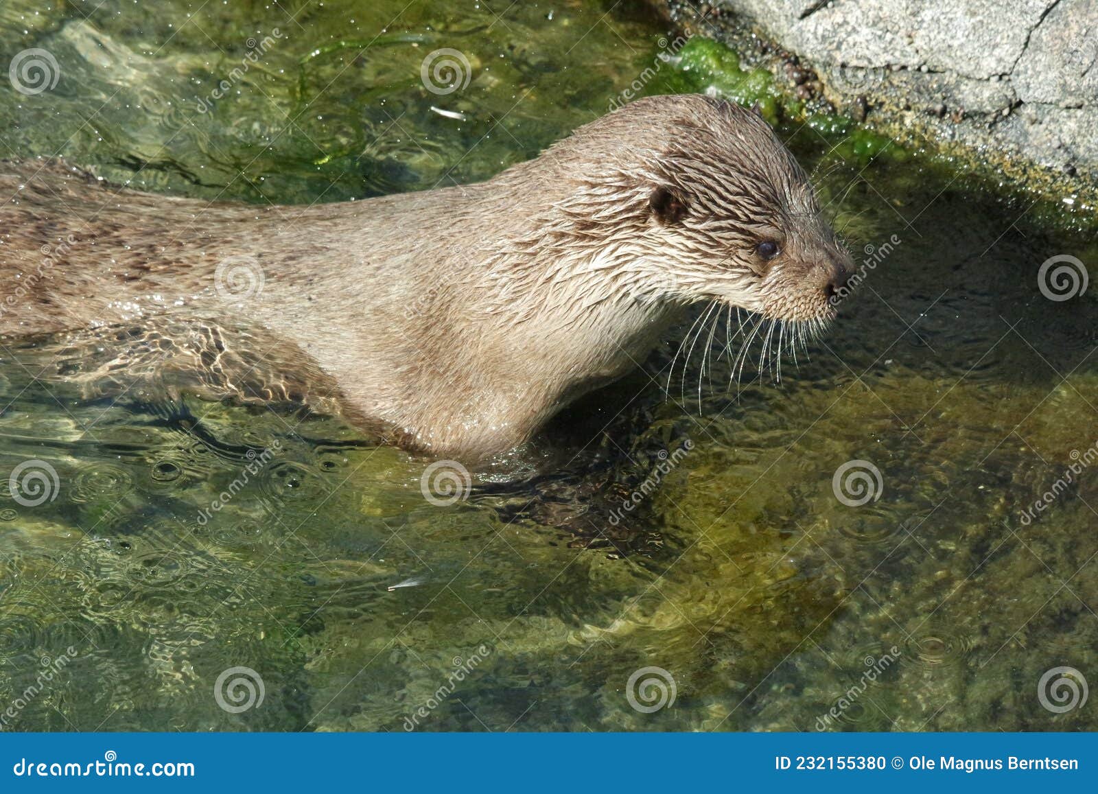 otters in atlanterhavsparken, norway