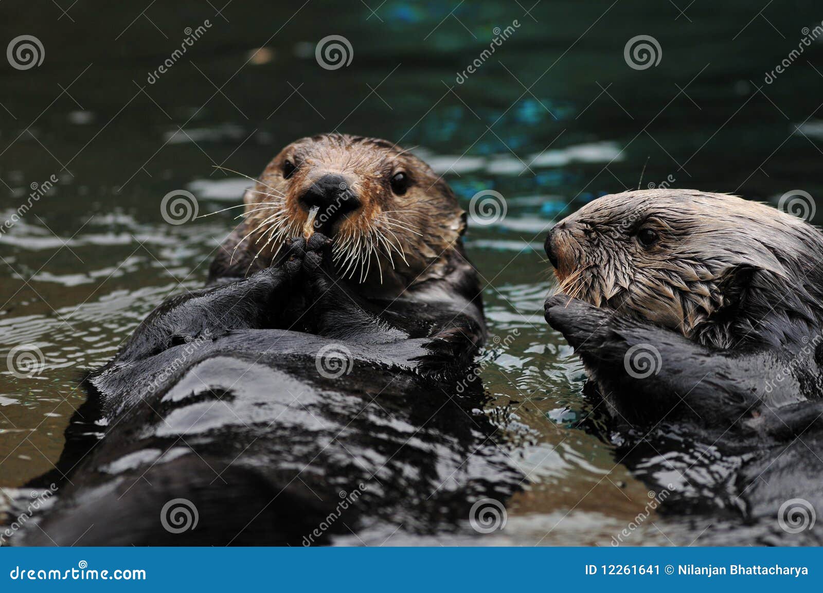 Otters playing in water. One otter eating shrimp while the other tries to it from him