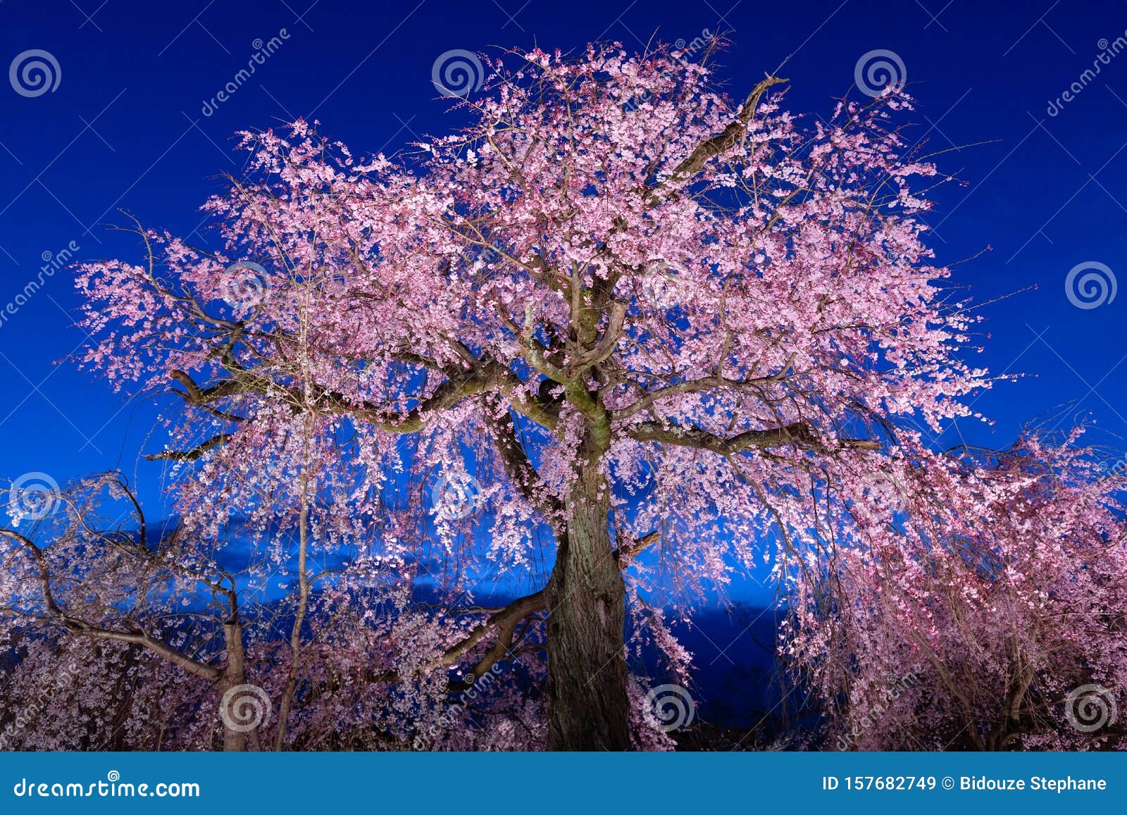 Oude Kersenboom Bloesem In Japan Stock Afbeelding - Image Of Bloesem,  Schoonheid: 157682749