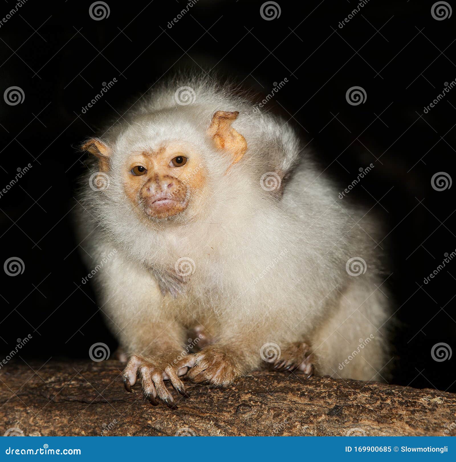 ouistiti argente mico argentatus