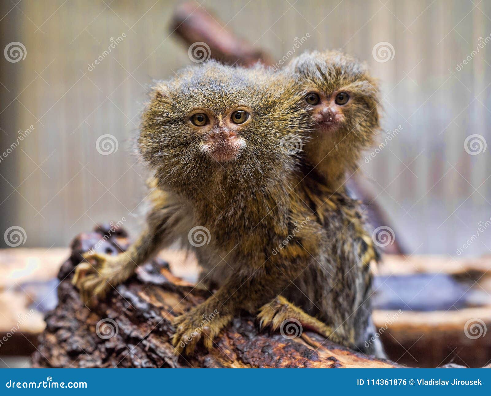 Ouistiti Pygmeen Niveiventris De Pygmaea De Callithrix Femelles Avec Le Bebe Photo Stock Image Du Mammifere Petit