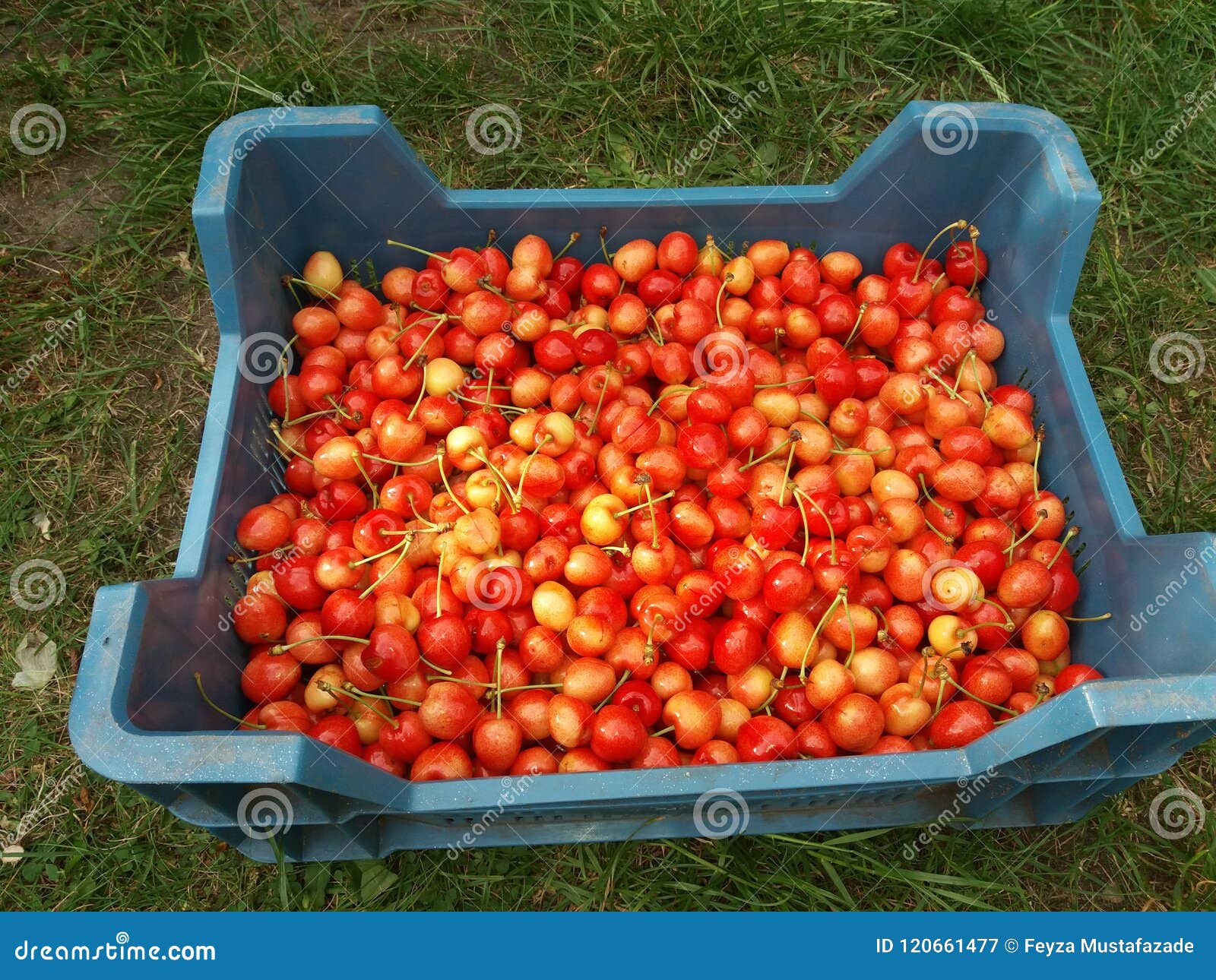 Cherrys cherries stock image. Image of grow, summer 120661477
