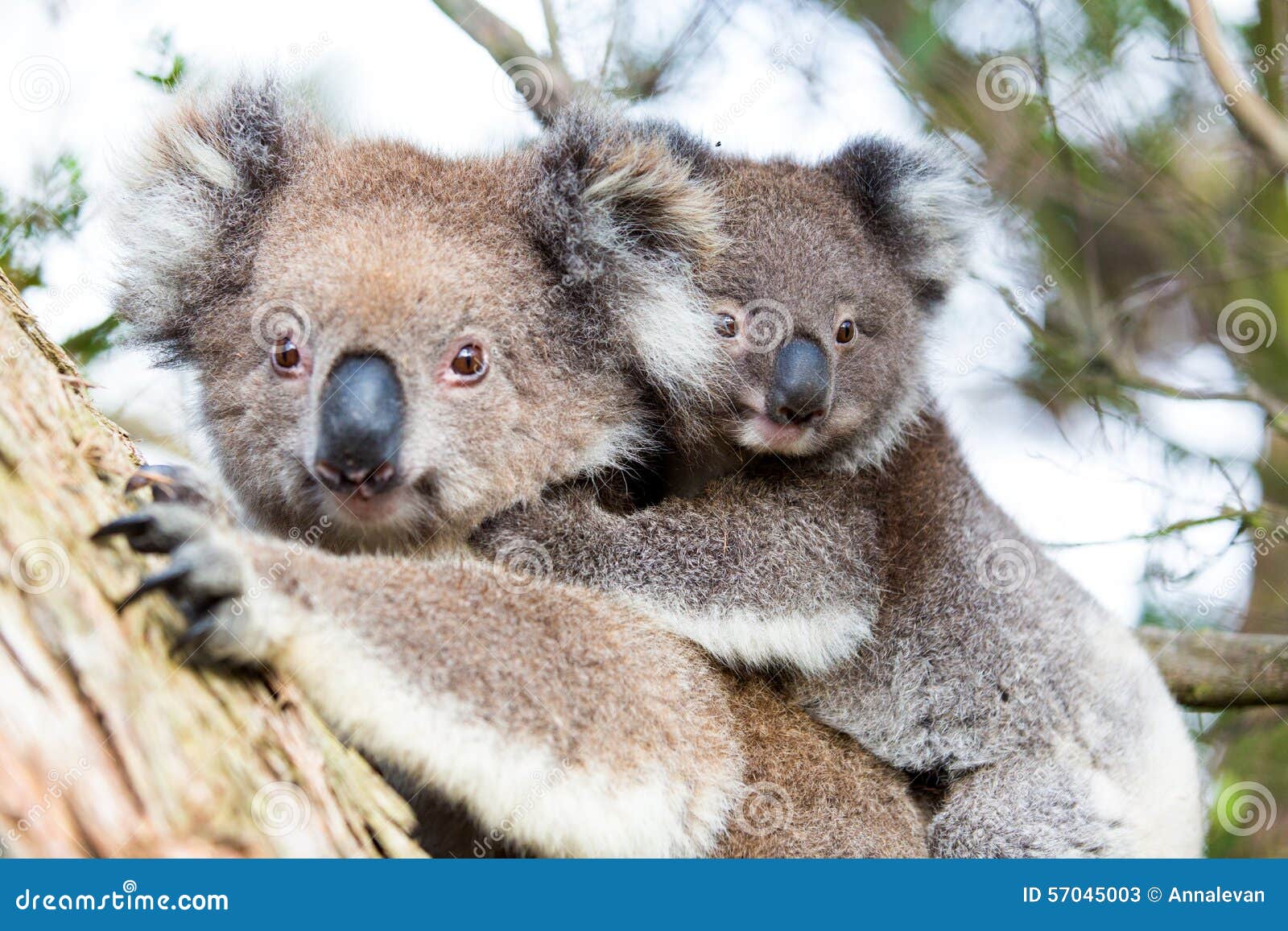 L'explorateur nature - Petit câlin entre un bébé Koala et sa maman