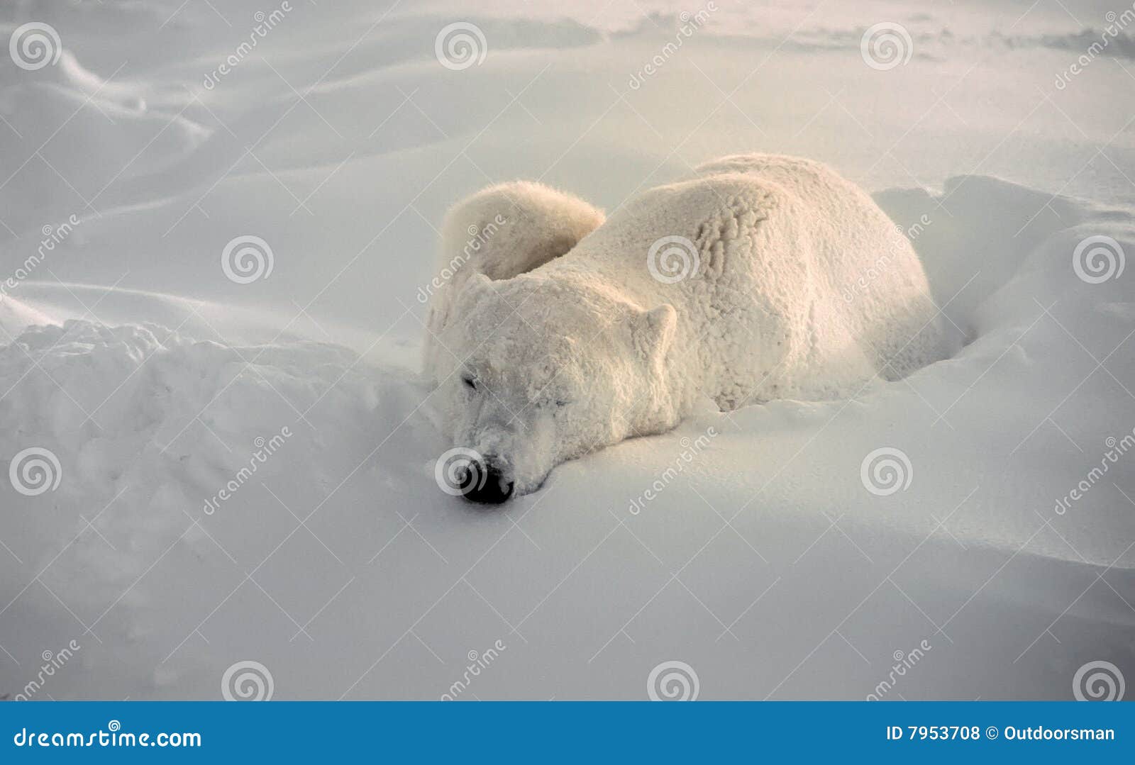 Ours polaire photo stock. Image of pr?�dateur, hiver, canada - 7953708