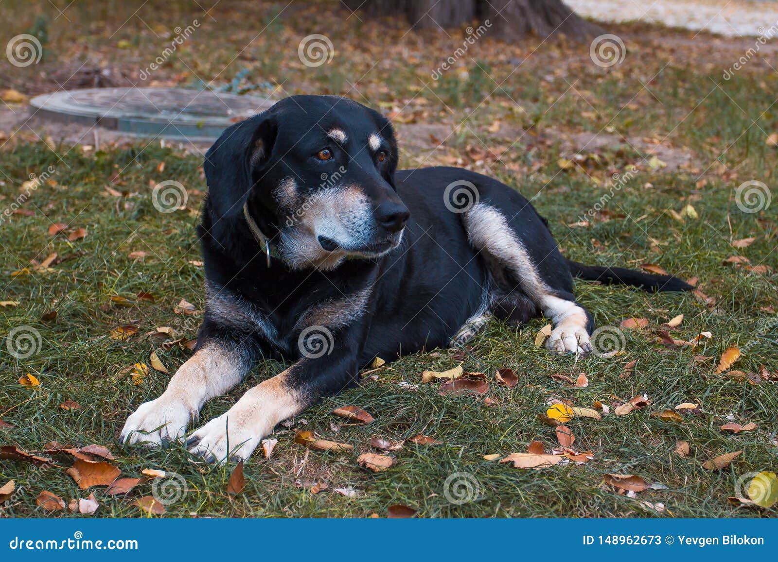 Outbred Dog With Sad Eyes Lying On The Grass Stock Image Image of