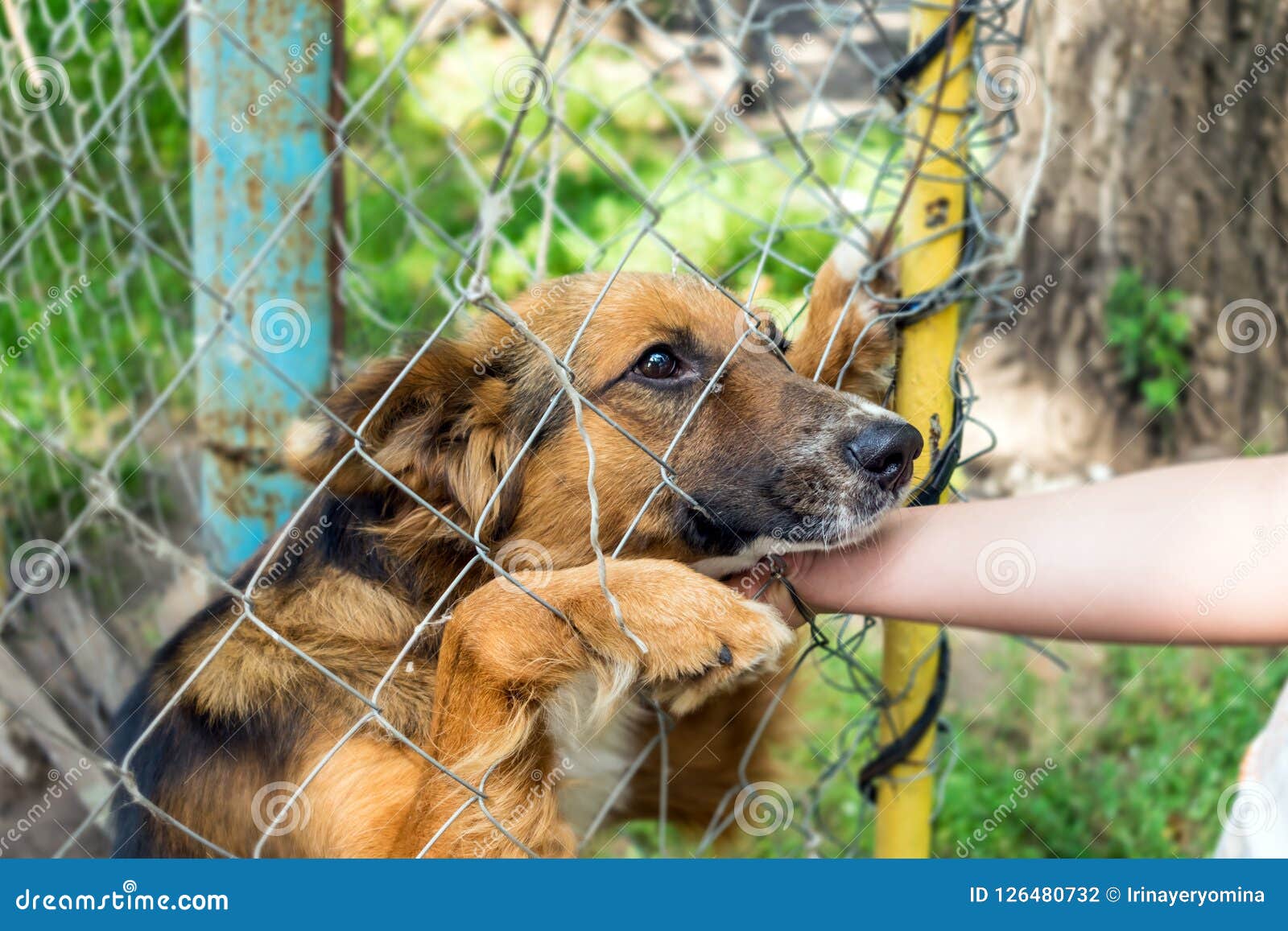 Outddor Homeless Animal Shelter. Sad Mongrel Dog Happy Visitor S Stock  Photo - Image of illness, animal: 126480732