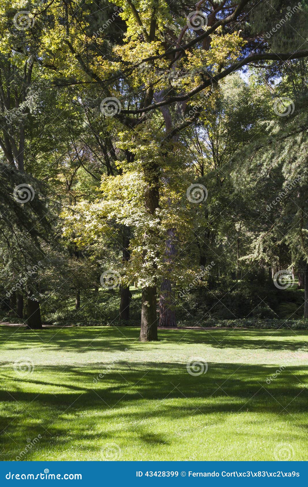 Outdoor, Beautiful Park with Leafy Trees Stock Image - Image of meadow ...