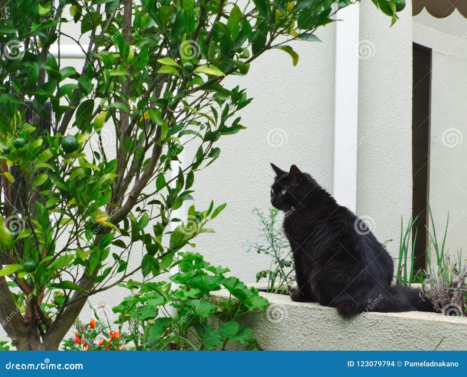 Outdoor Black Cat in the Garden Stock Photo Image of adorable, fluffy