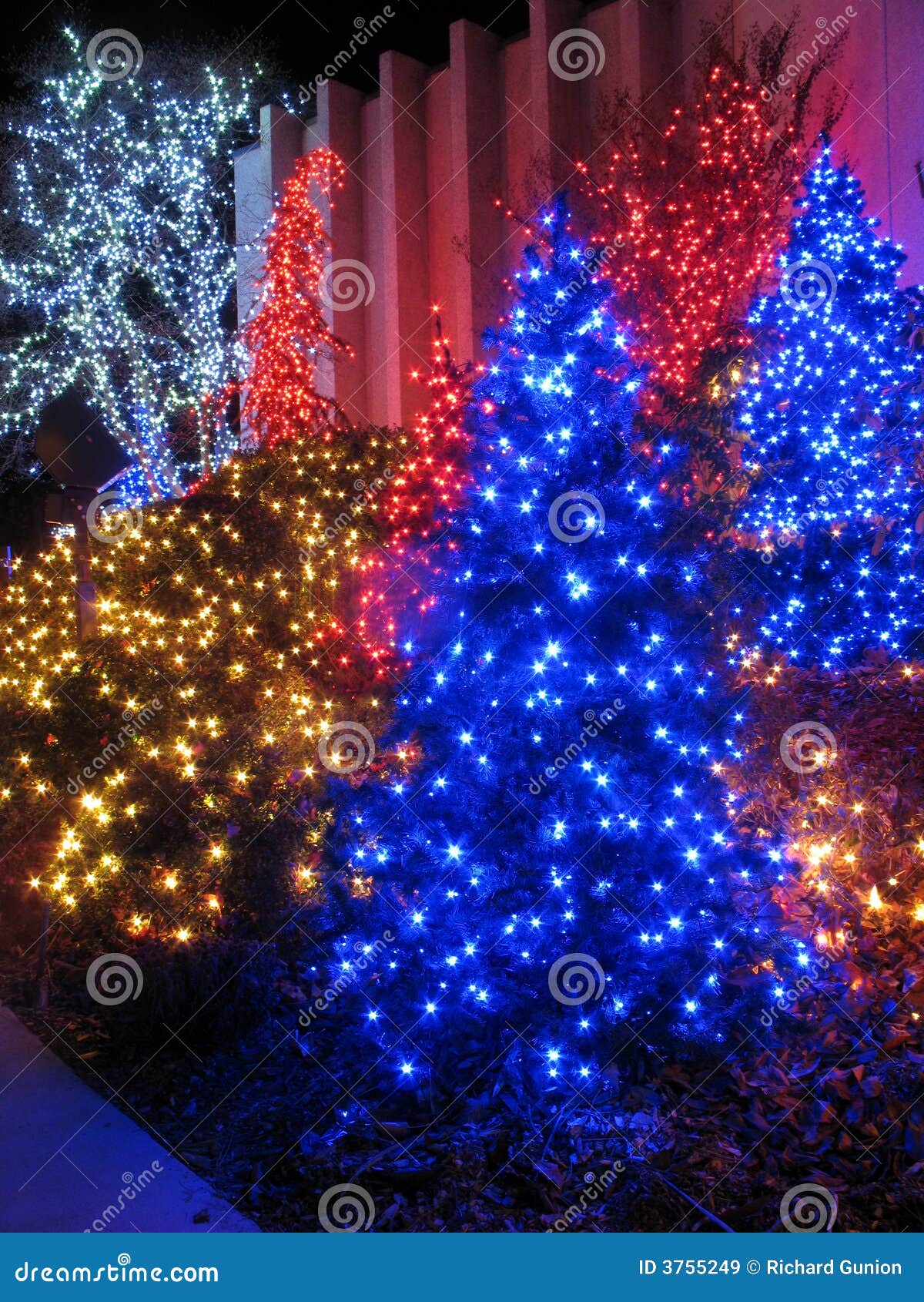 Outdoor Christmas Tree Display Stock Image Image of seasonal, green