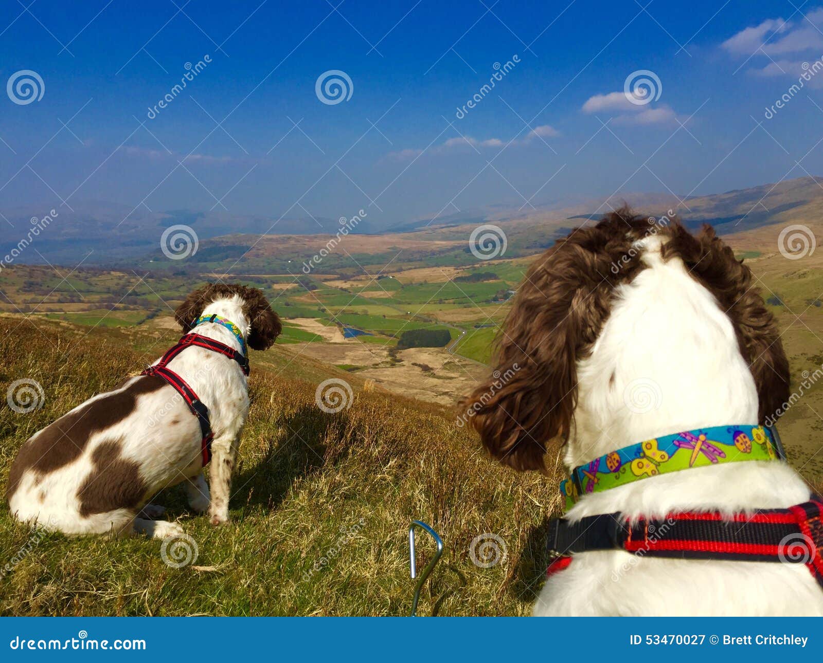 Outdoor dogs on walk stock image. Image of outside, looking 53470027