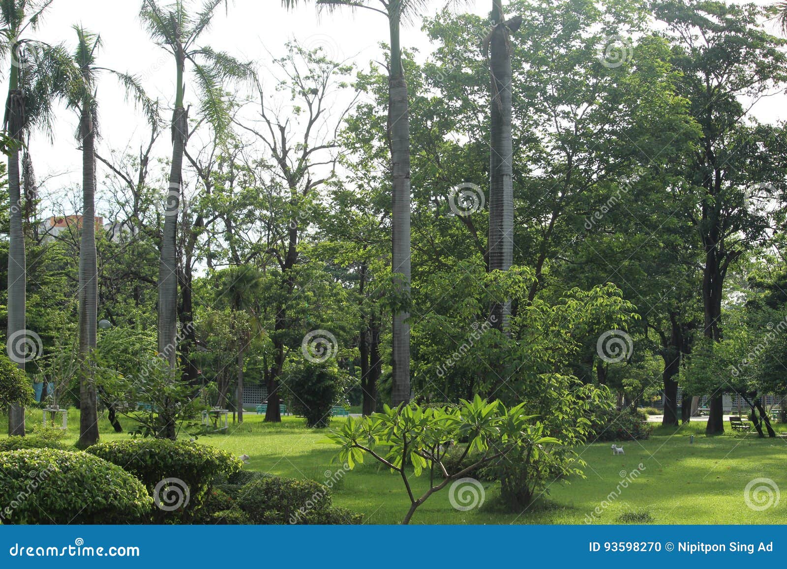 Outdoor Garden for Abstract Background Stock Photo Image of garden