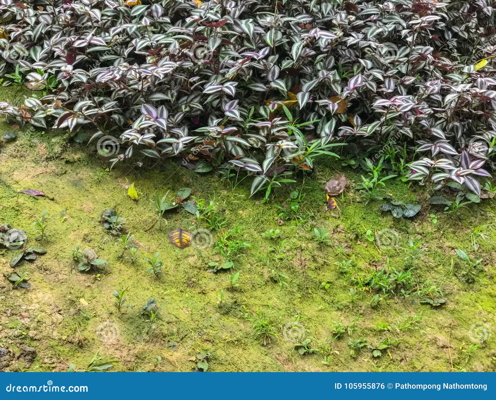 Outdoor Moss and flower stock photo. Image of blossom 105955876