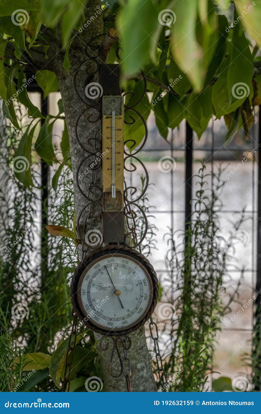 Outdoor Old Barometer, Hung on a Tree in Garden of a House in a