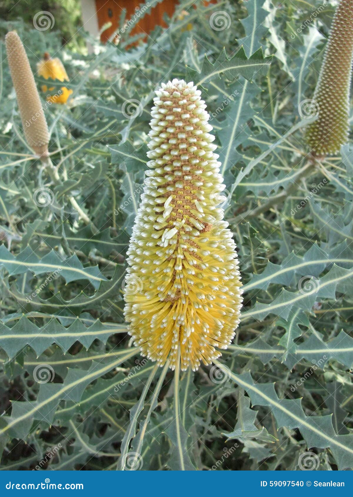 Outdoor plant in Australia stock photo. Image of texture 59097540