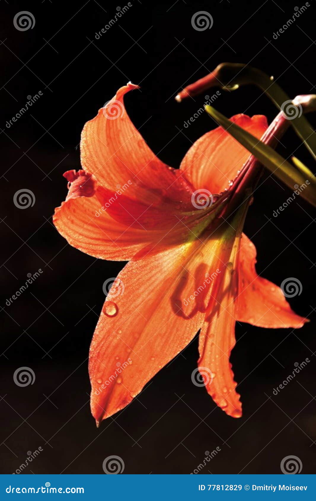 Outdoor Red Flower on Black Background Stock Image Image of flora