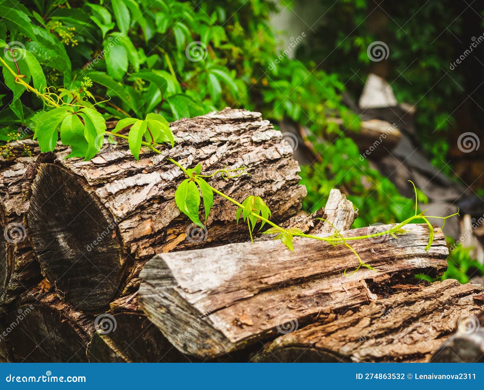 outdoor stacked firewood, countryside lifestyle background