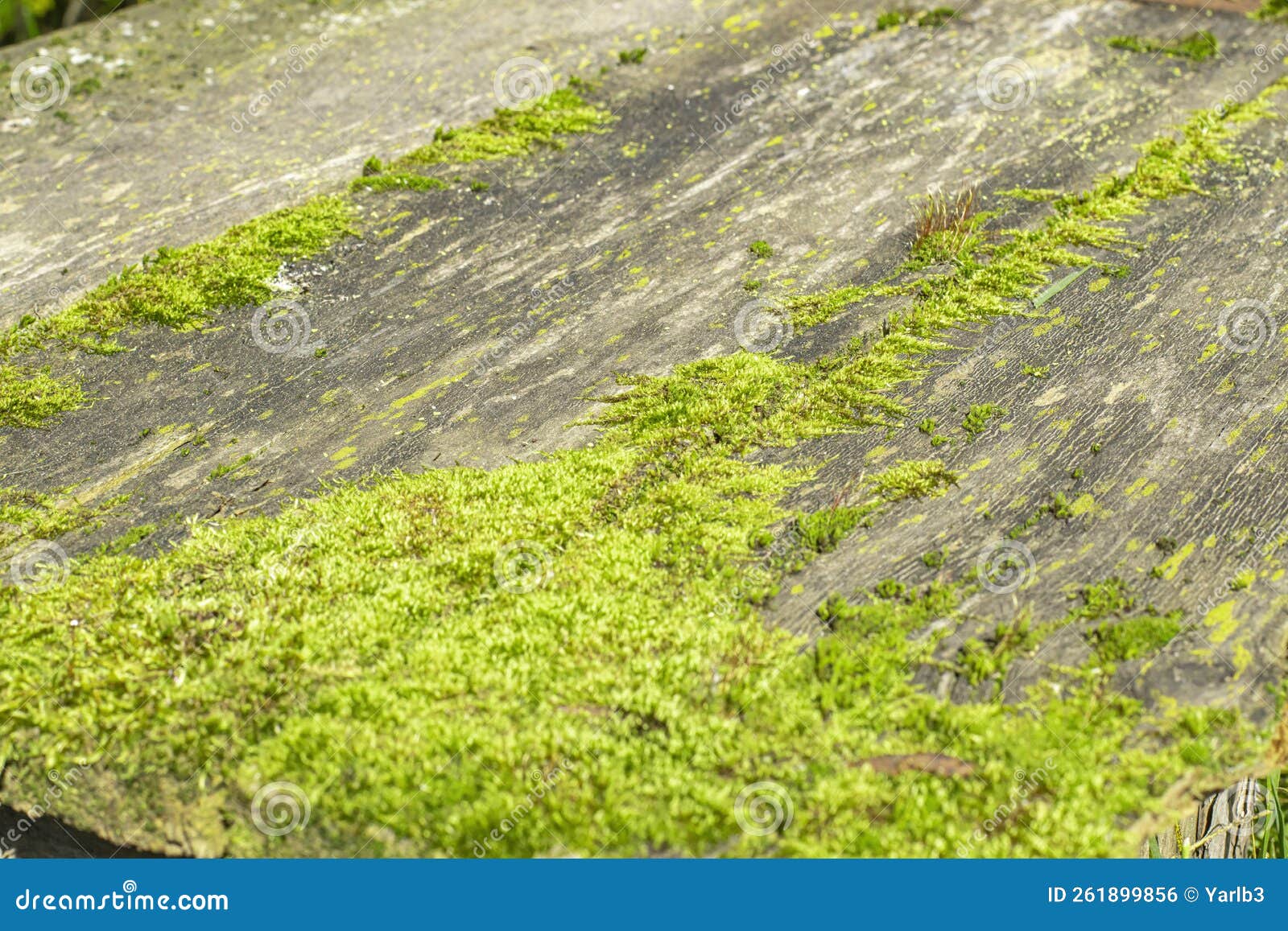 Outdoor Table Surface Overgrown with Moss, Top View Stock Photo Image