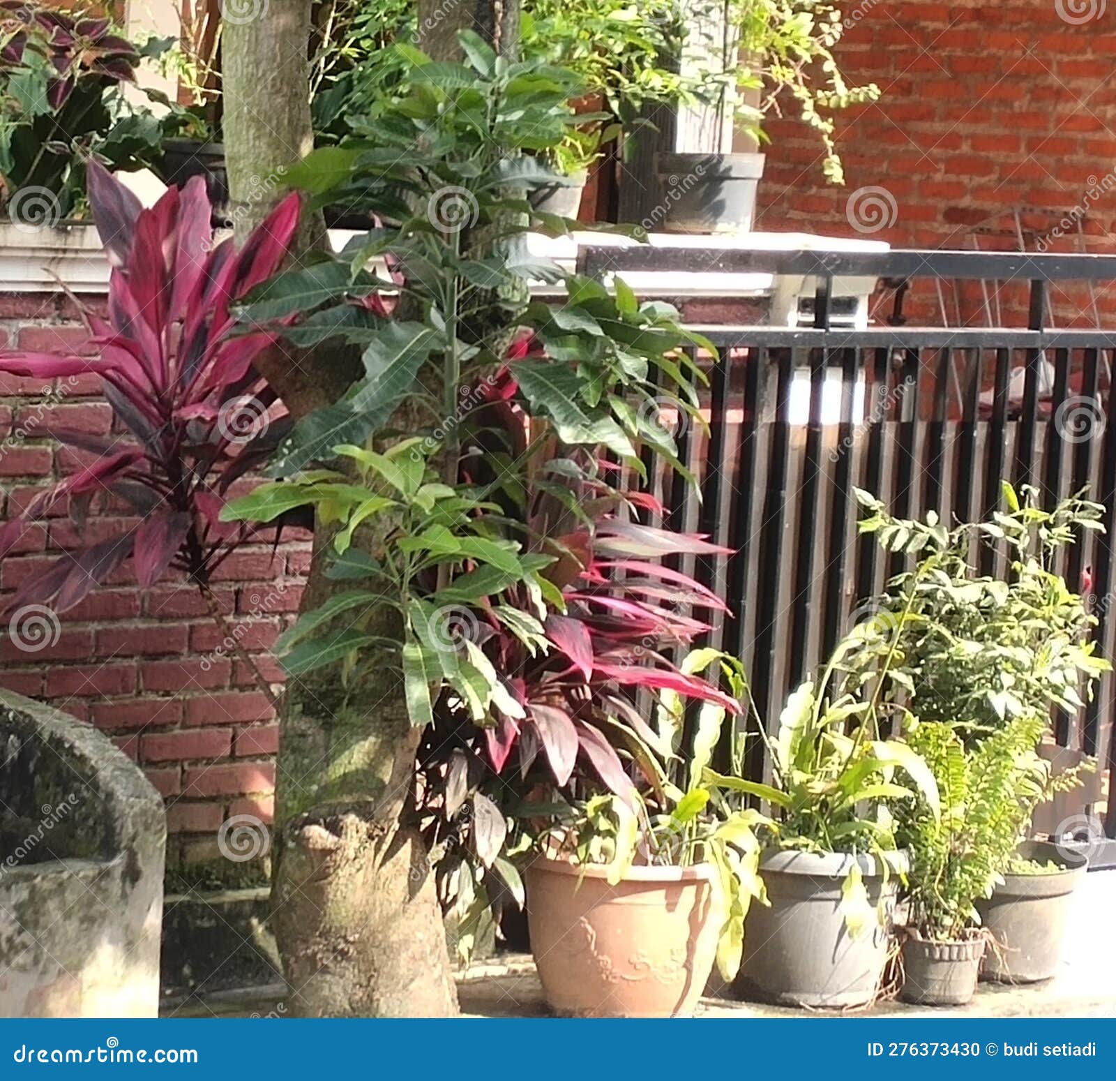 Outdoor Tropical Plants at the Streets Stock Photo Image of street