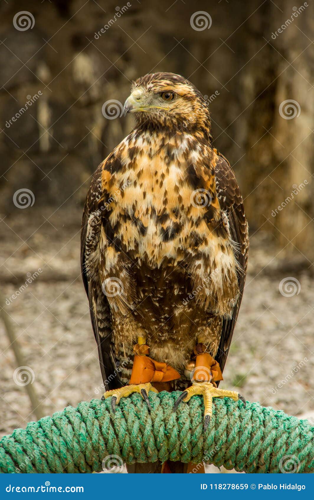 outdoor view of beautiful juvenile mountain caracara phalcoboenus megalopterus posing over structure covered with green