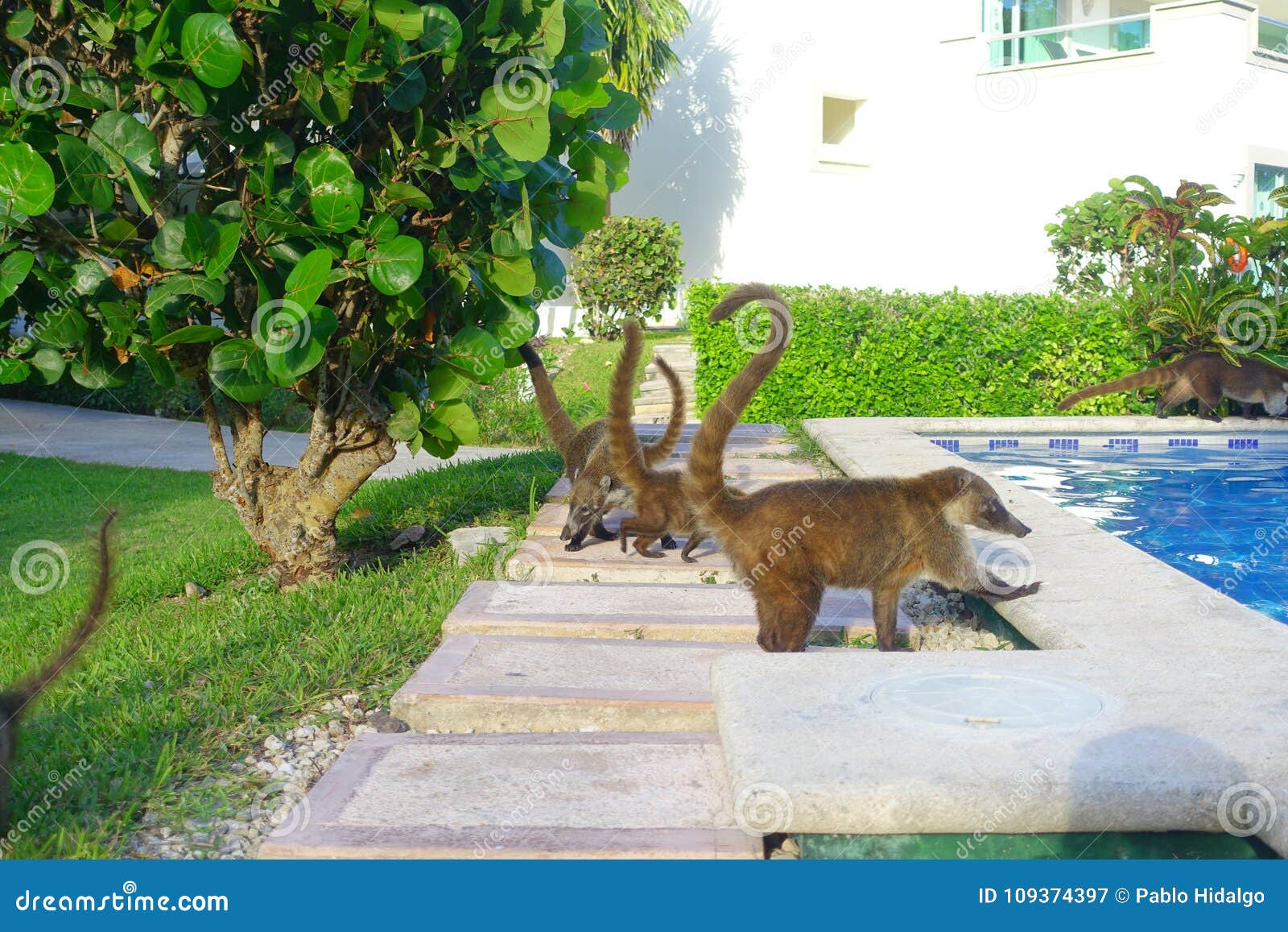 Outdoor View of Small Mammals Walking Around of a Swimming Pool Located  Inside of a Hotel in PLaya Del Carmen at Stock Image - Image of landscape,  island: 109374397
