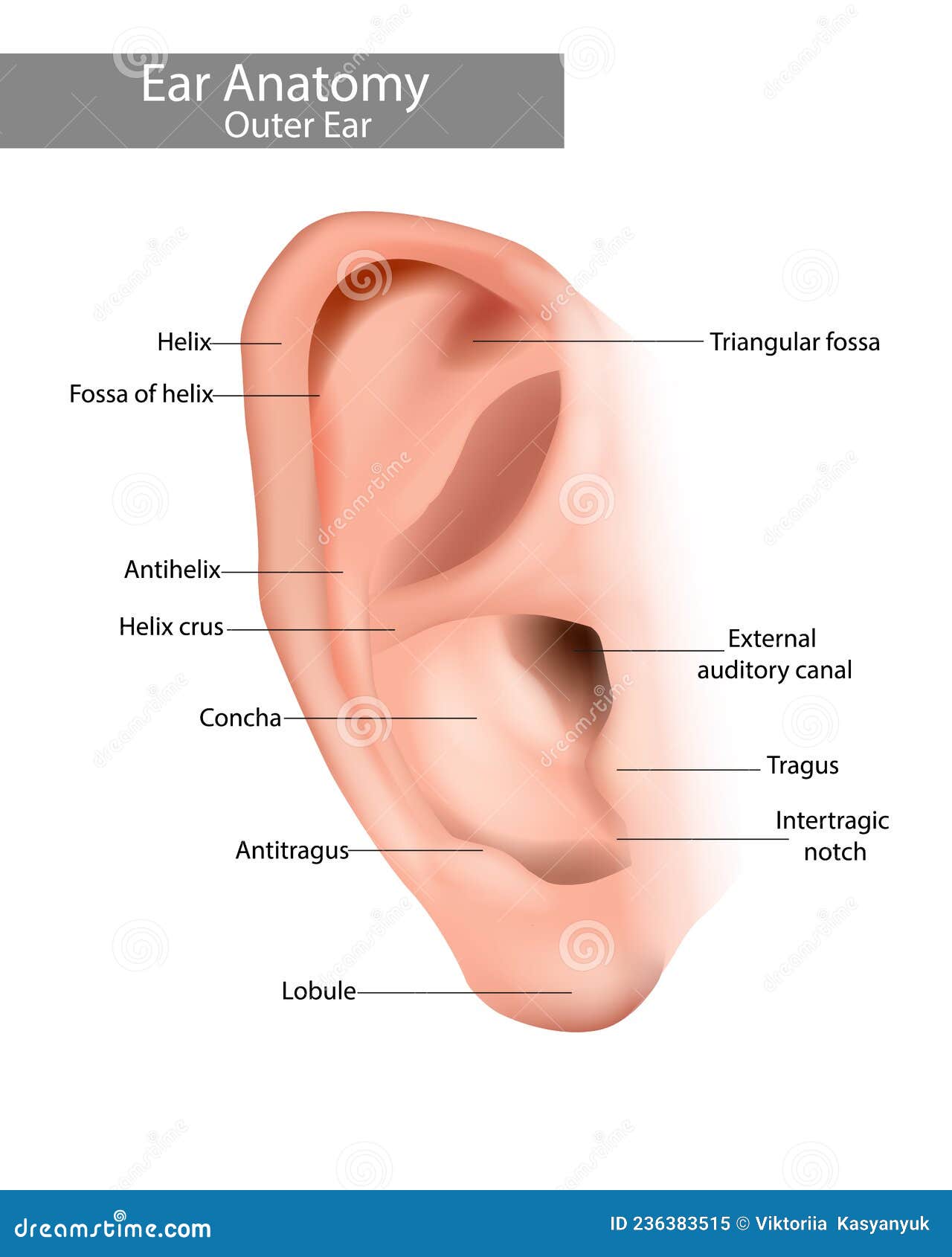 outer ear is the auricle or pinna. ear anatomy. realistic  of the ear