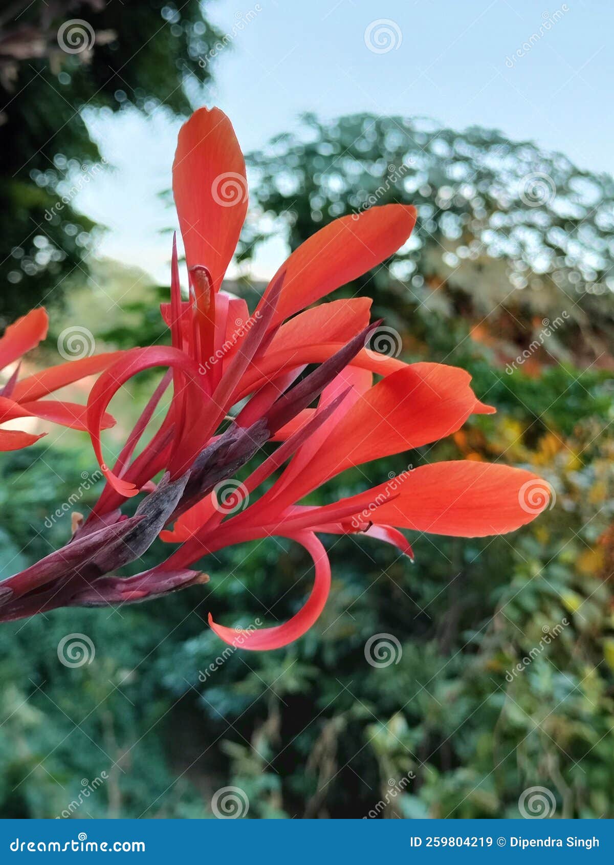 The outer side of flower stock image. Image of beautiful 259804219