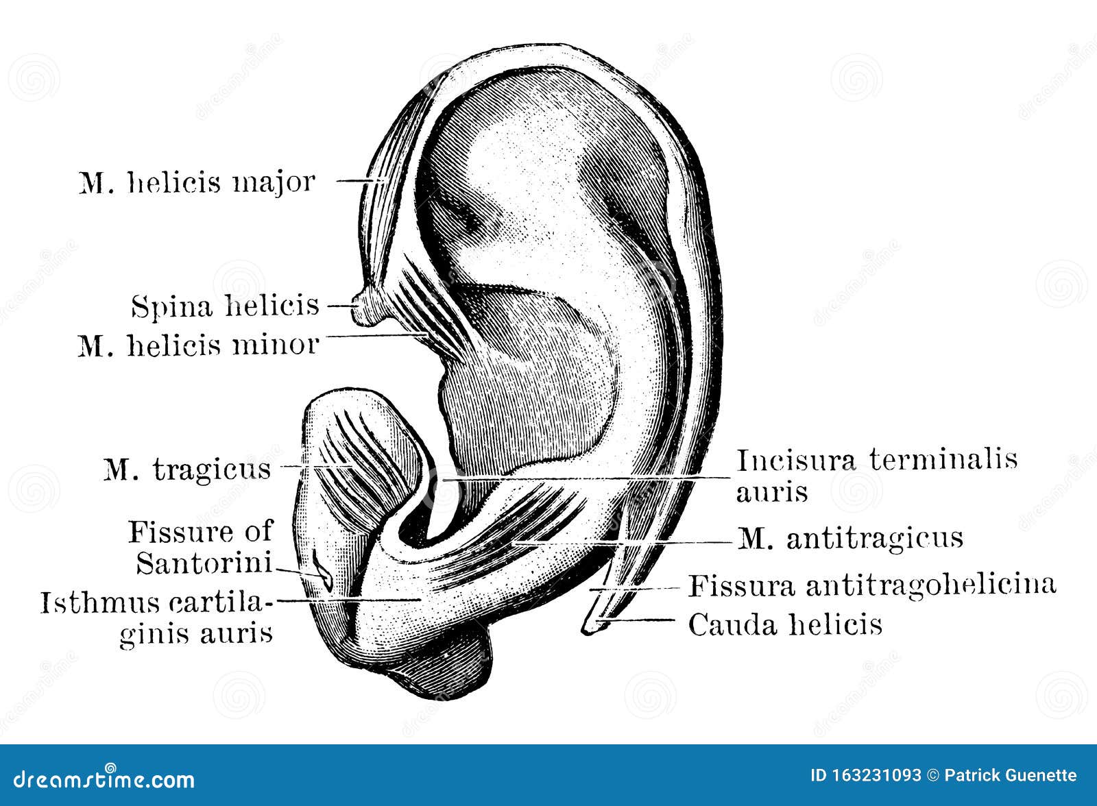 Outer Surface Of Pinna Cartilage Vintage Illustration Stock Vector Illustration Of Drawing Surface