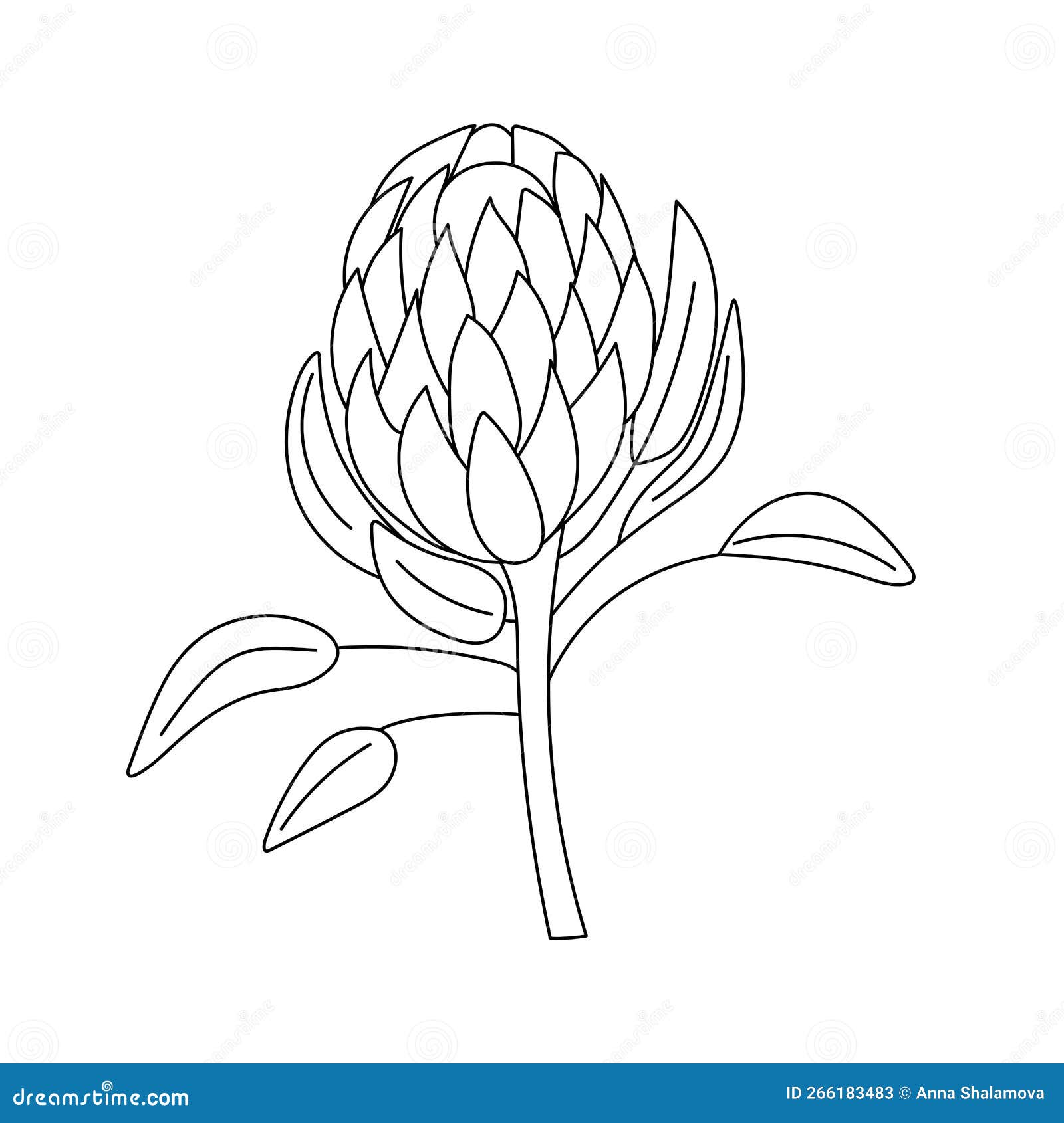 Outline Drawing of a Protea Flower.Vector Illustration Stock Vector ...