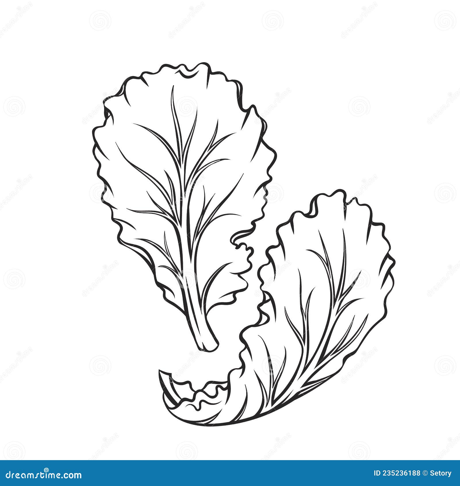 Outline Falling Lettuce Leaf Stock Vector - Illustration of romaine ...