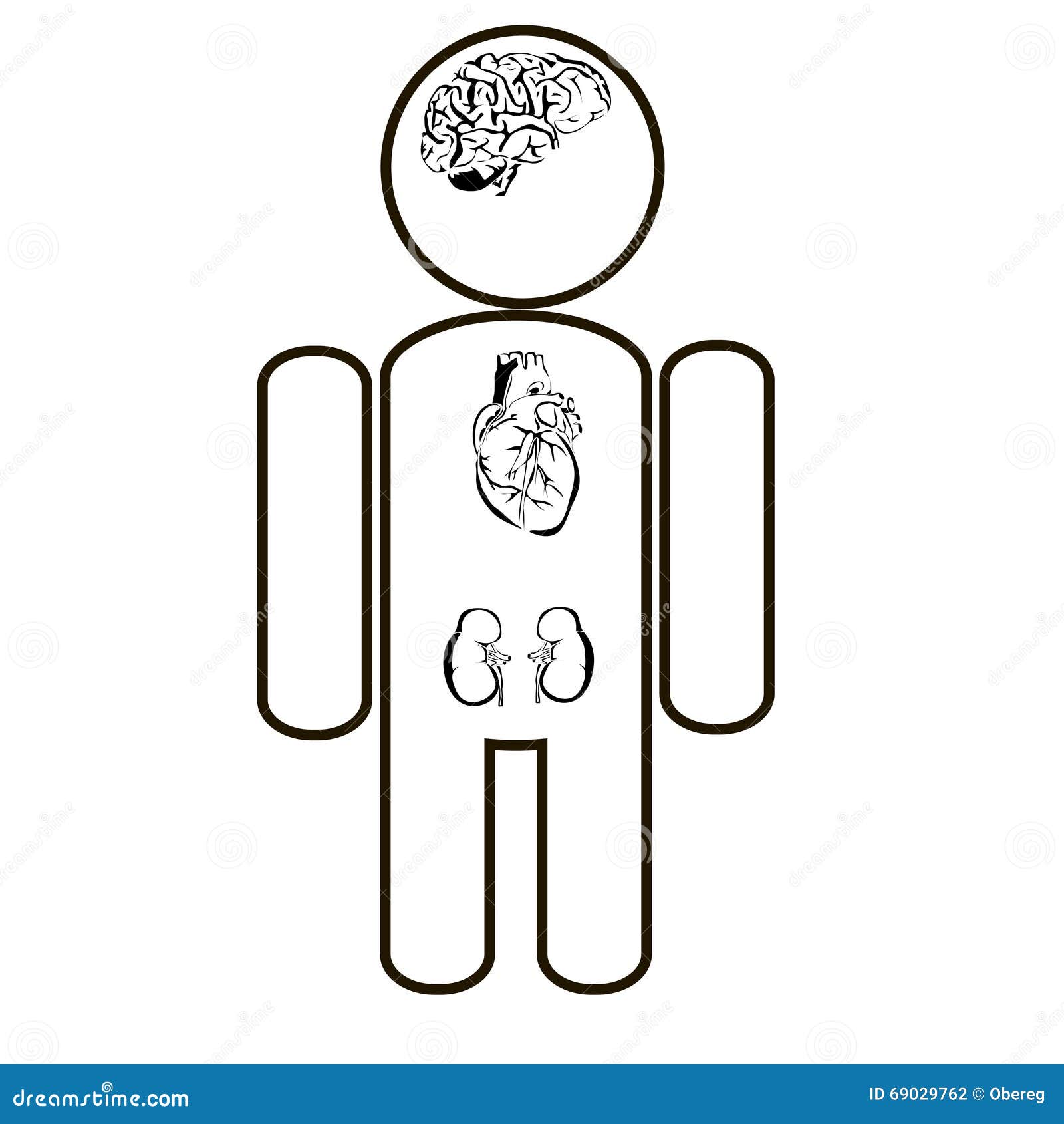 Outline Human Internal Organs Stock Vector - Image: 69029762