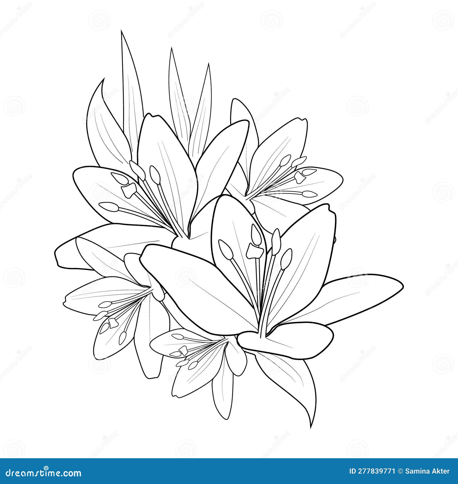 How to Draw a Lily : Step by Step for Beginners - JeyRam Drawing Tutorials