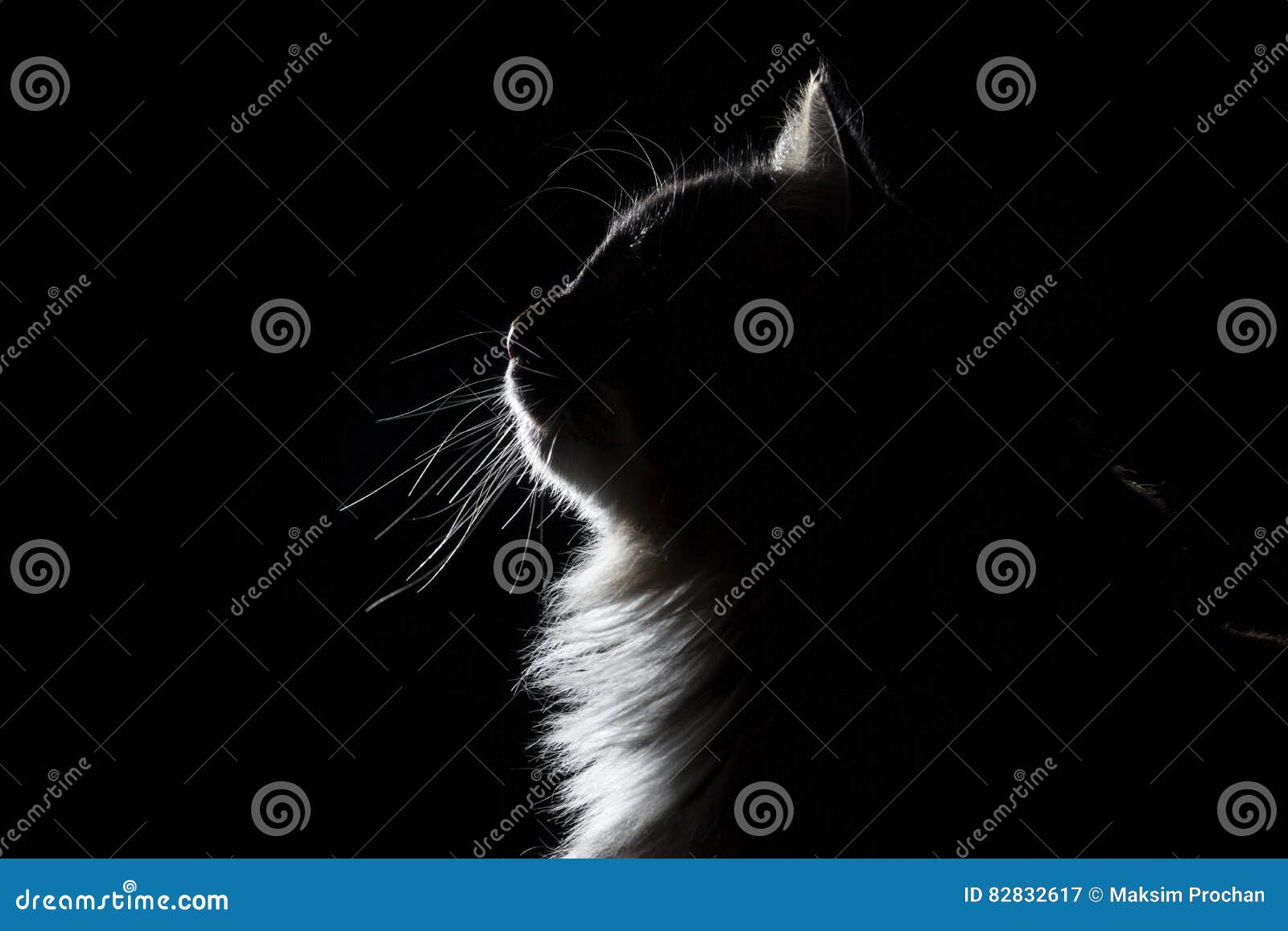 Outline Silhouette Portrait Of Beautiful Fluffy Cat On A Black