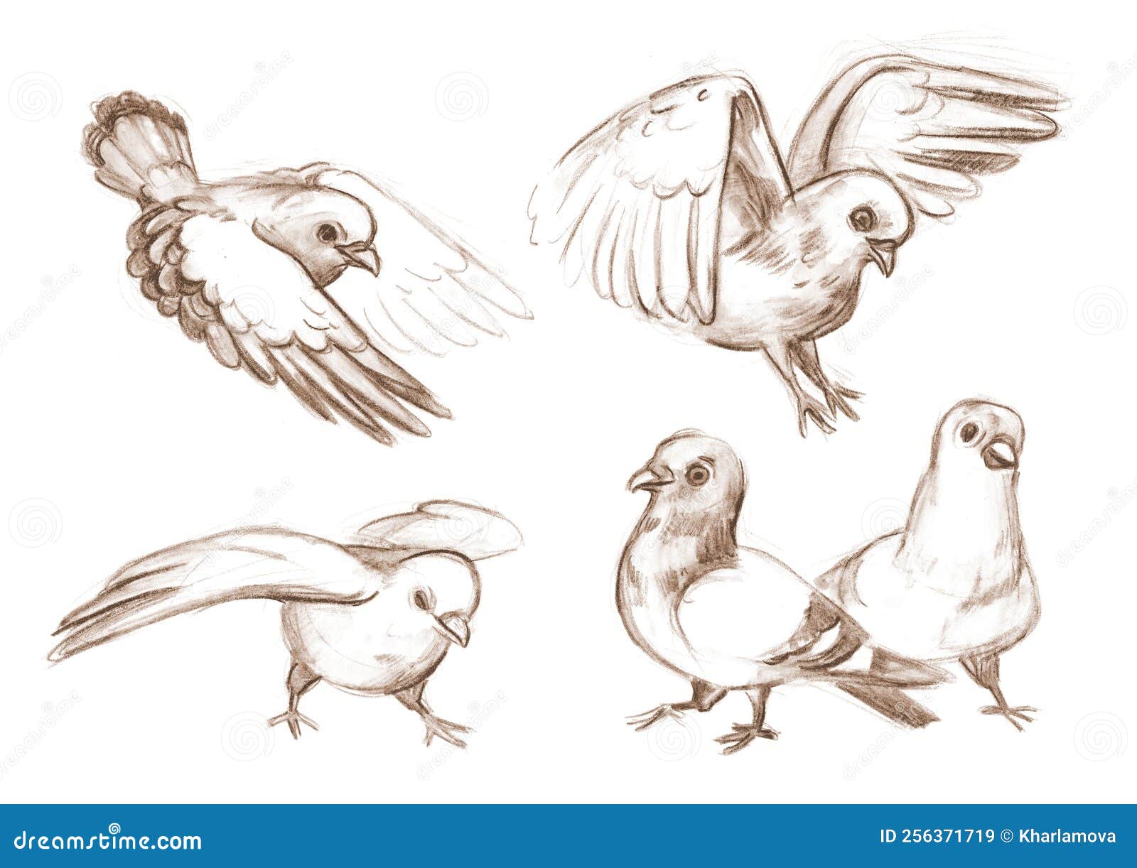 Sketch of feral pigeon or domestic dove. Columbidae wildlife short neck  flying animal, Stock Vector, Vector And Low Budget Royalty Free Image. Pic.  ESY-058790513 | agefotostock