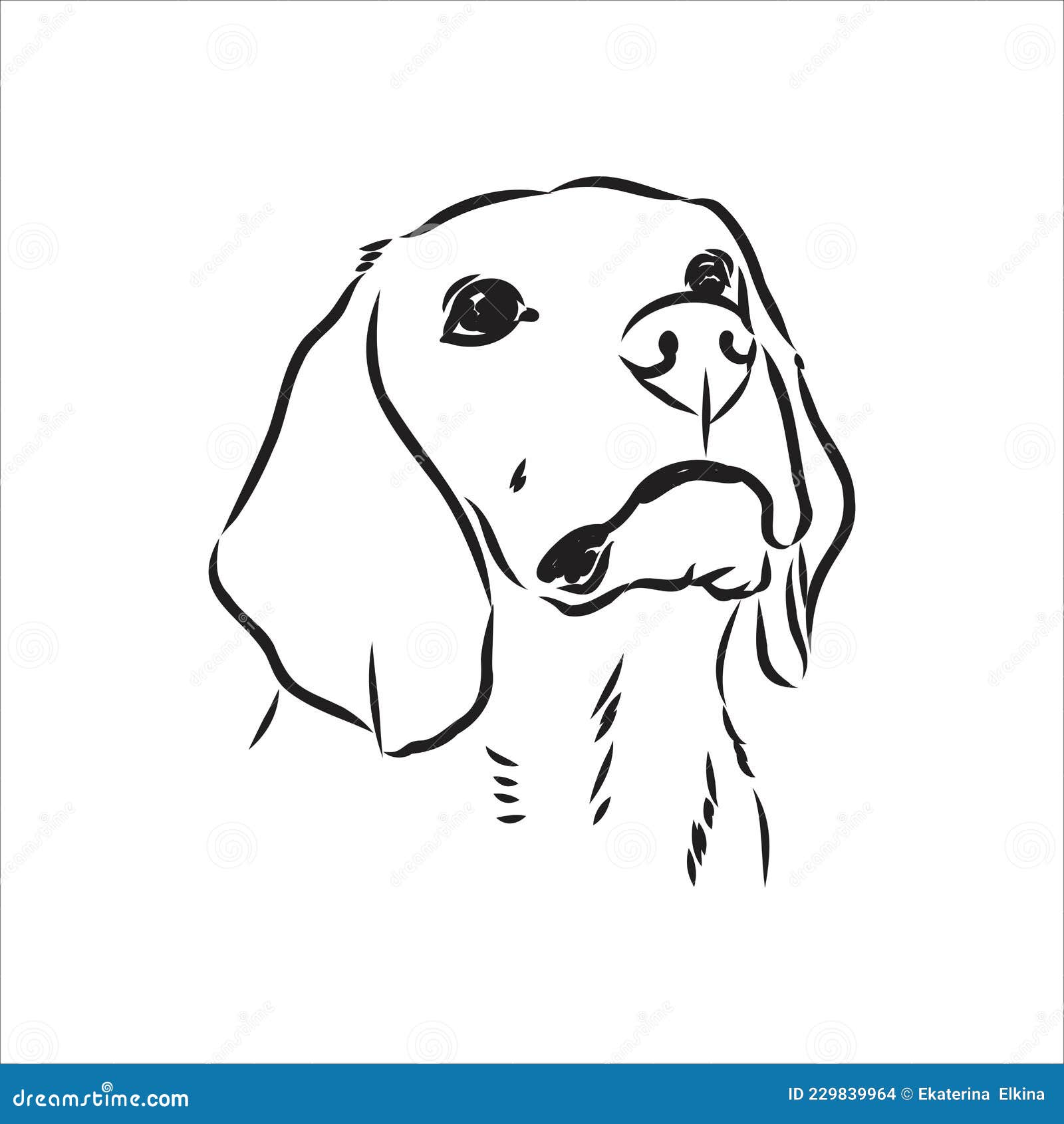outlined beagle dog head.   beagle dog is a simple  sketch 