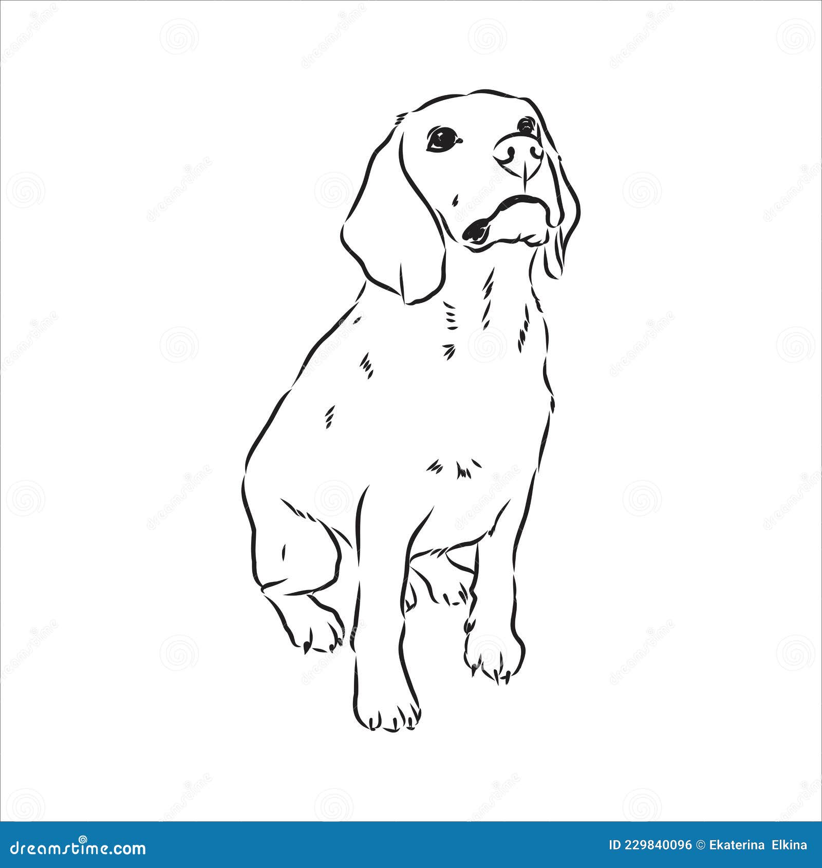 outlined beagle dog head.   beagle dog is a simple  sketch 