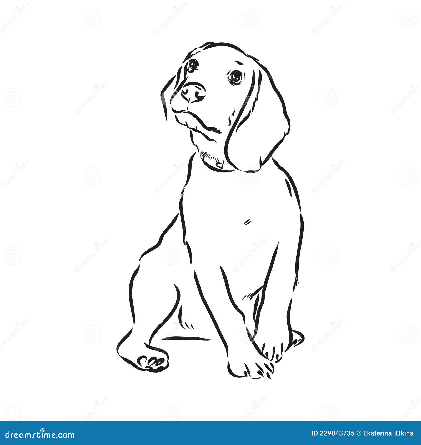 outlined beagle dog head.   beagle dog is a simple  sketch 