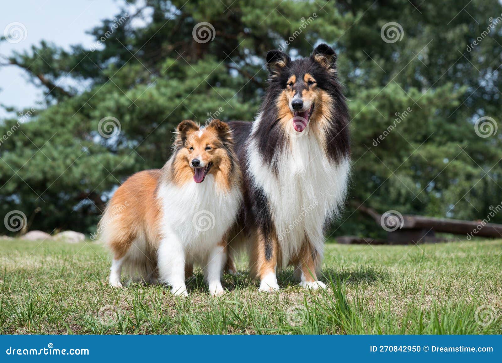 long haired rough scottish collie and sheltand sheepdog outside on summer time. Outside summer shot of adorable black white tricolor long haired rough scottish collie and sheltand sheepdog. Small and big collie,lassie dogs standing on green grass in city park. Size difference