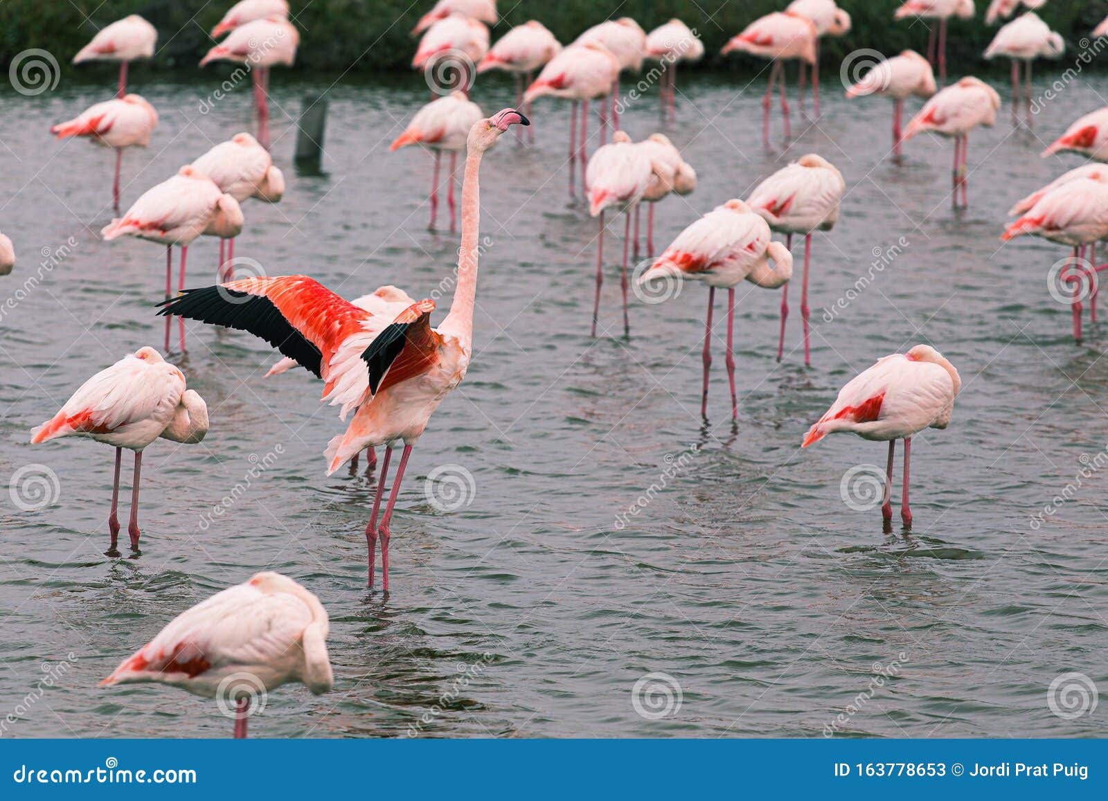 Outsider Pink Flamingo On A Lake Pond With Many Flamingos In La