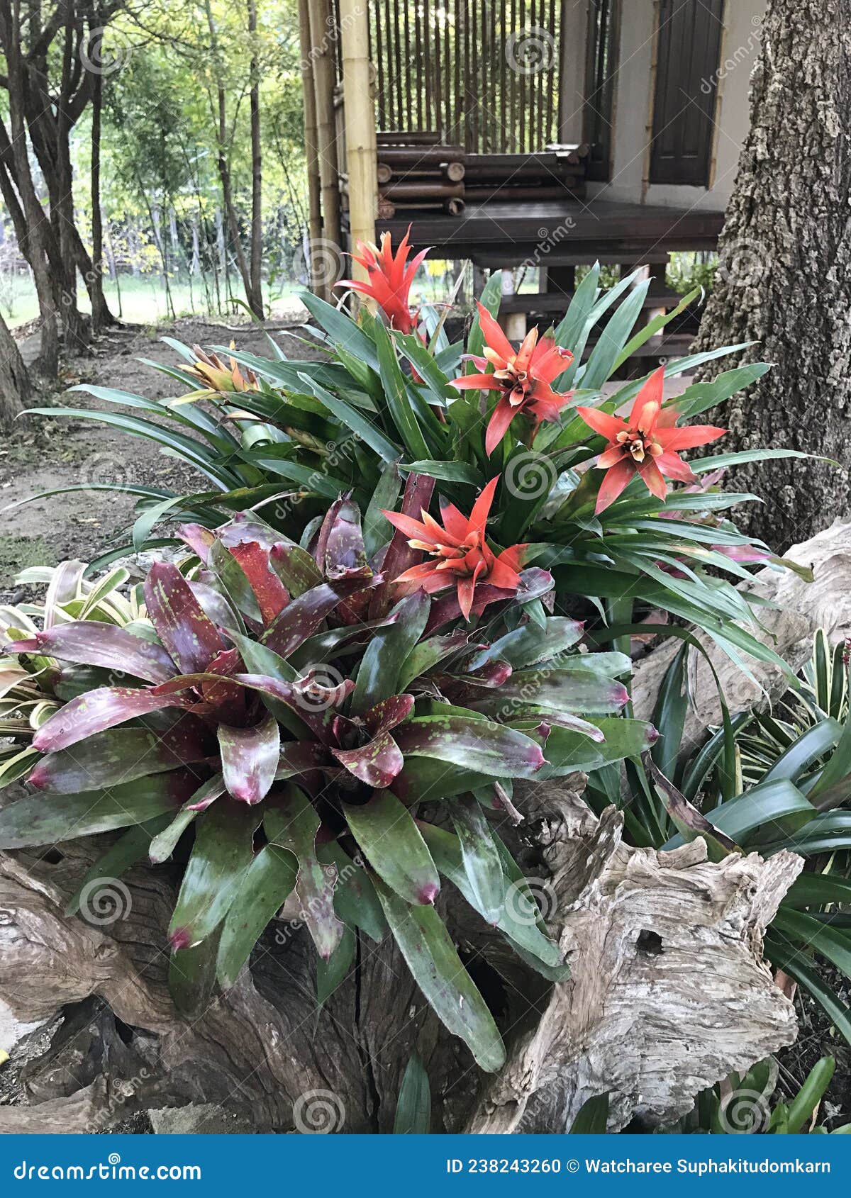 outstanding guzmania lingulata plant.