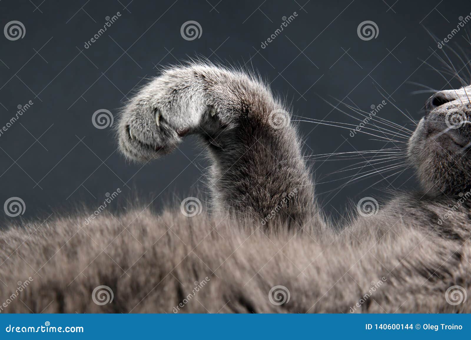 Outstretched Paws with Grey Cat Claws Stock Photo Image of attack