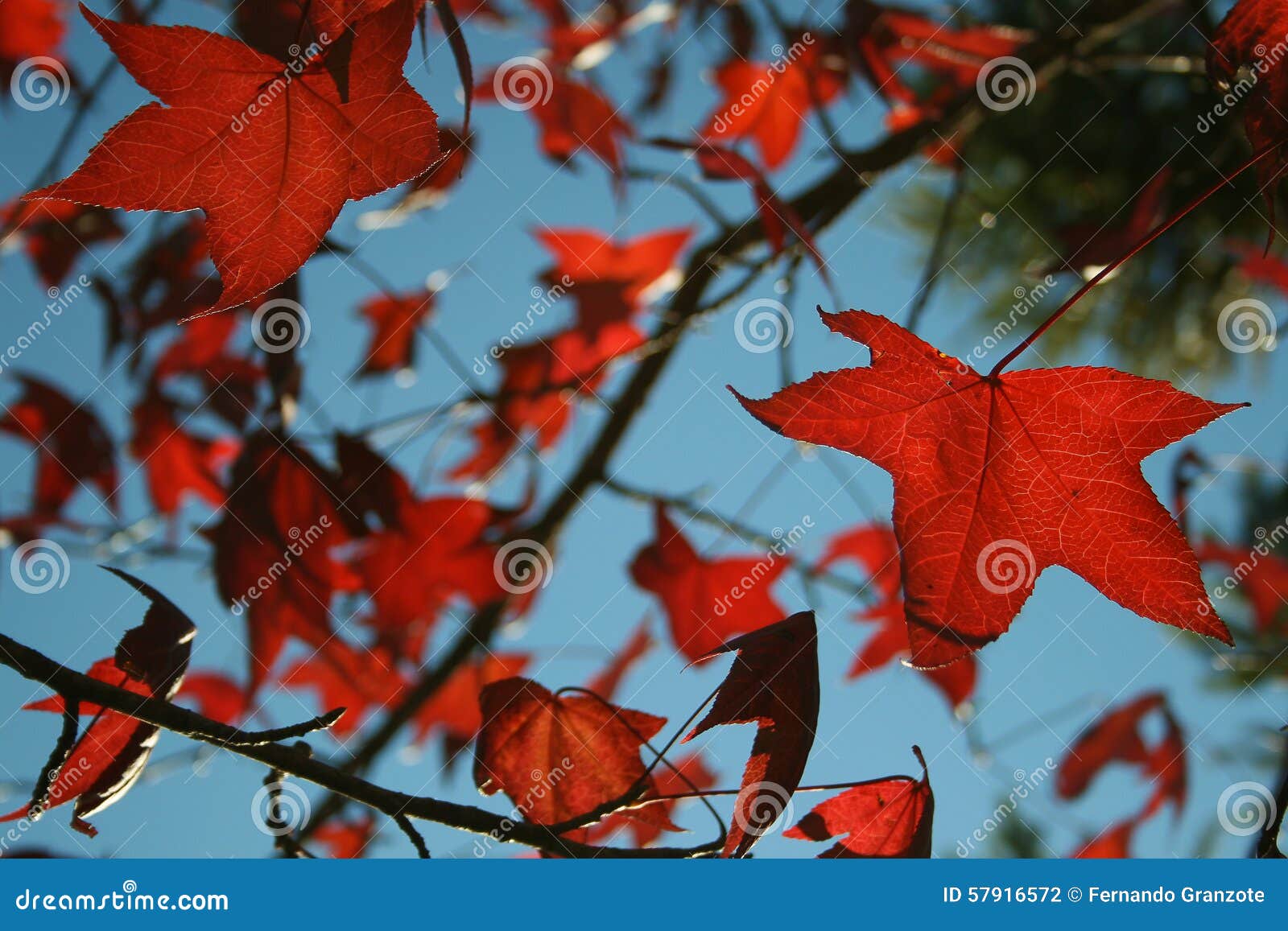 outumn leaves - campos do jordao