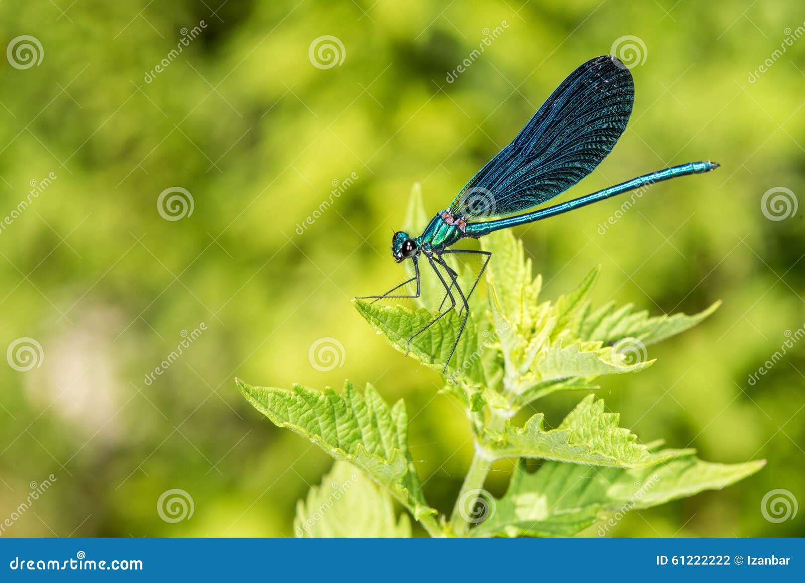 Ouvrez Le Macro Bleu De Libellule D'ailes Photo stock Image du isolement, damselfly 61222222