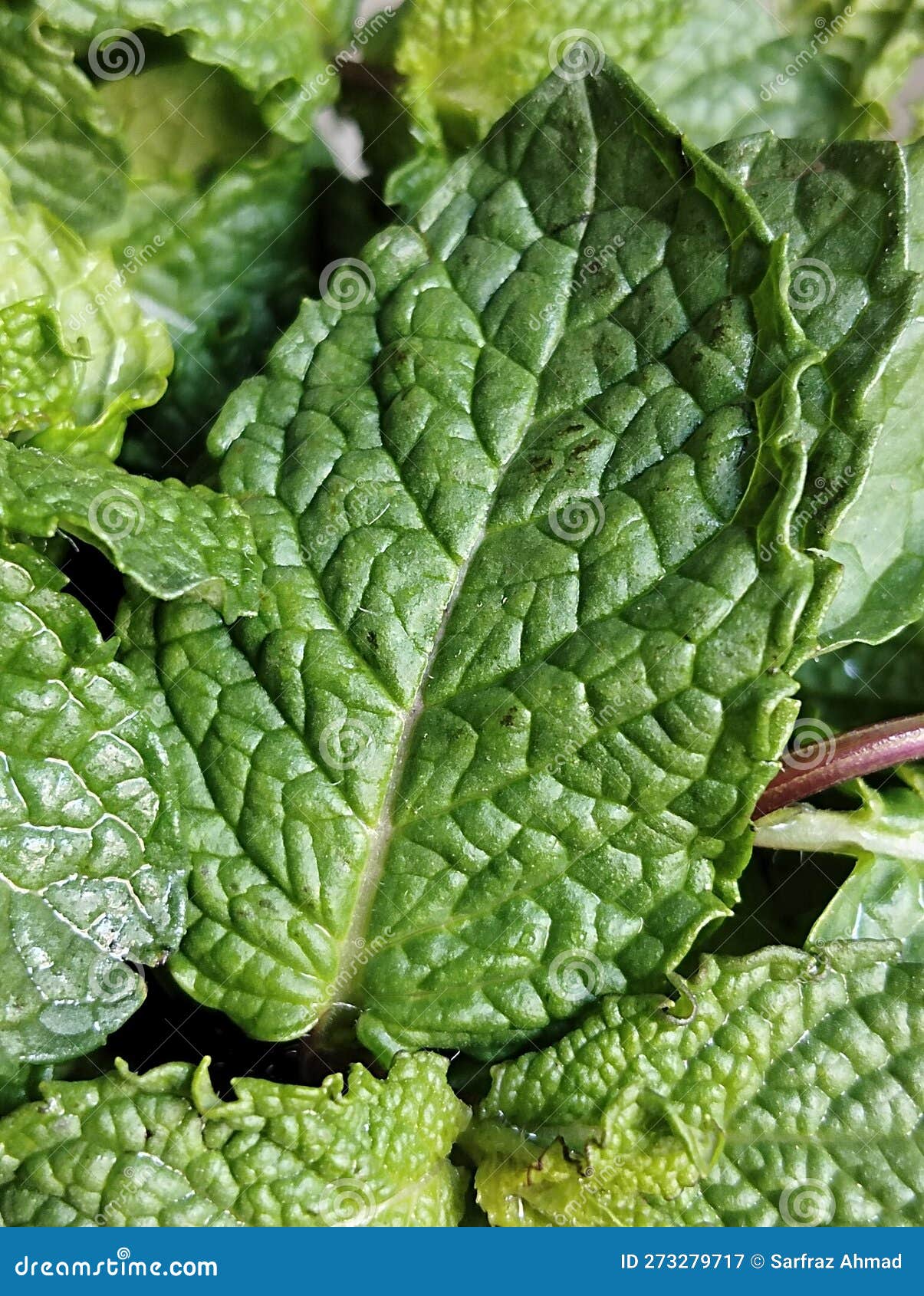 Texture of Mint Leaves stock image. Image of fuzzy, blunt - 273279717