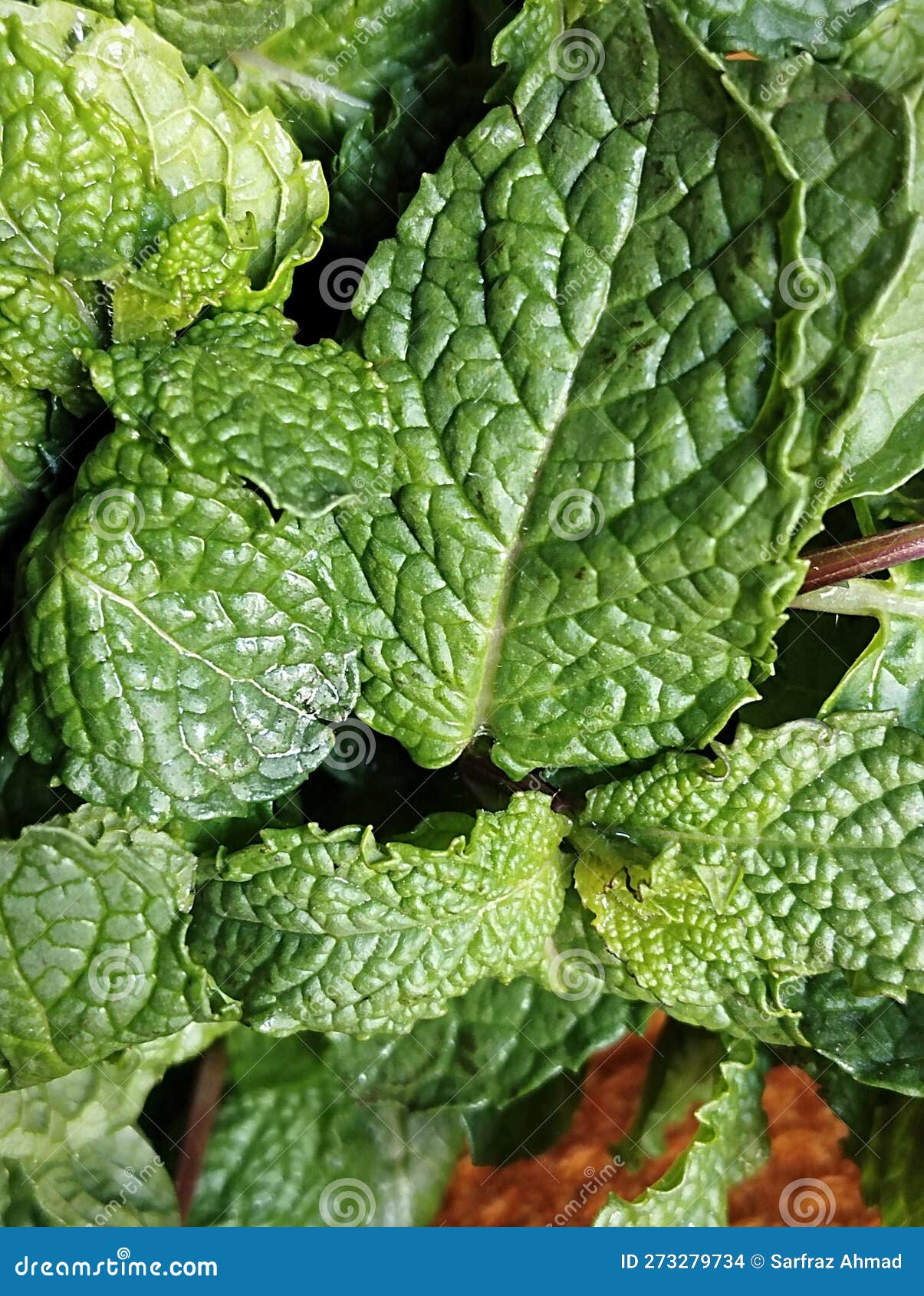 Texture of Mint Leaves stock photo. Image of jagged - 273279734