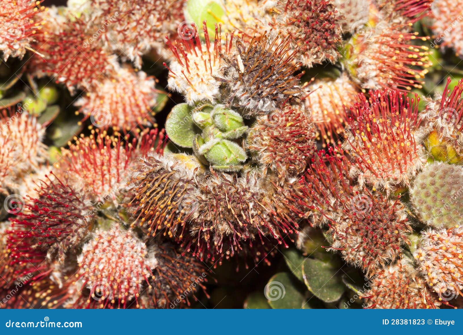 OvalLeaf Pincushion stock image. Image of flowers, pincushion 28381823