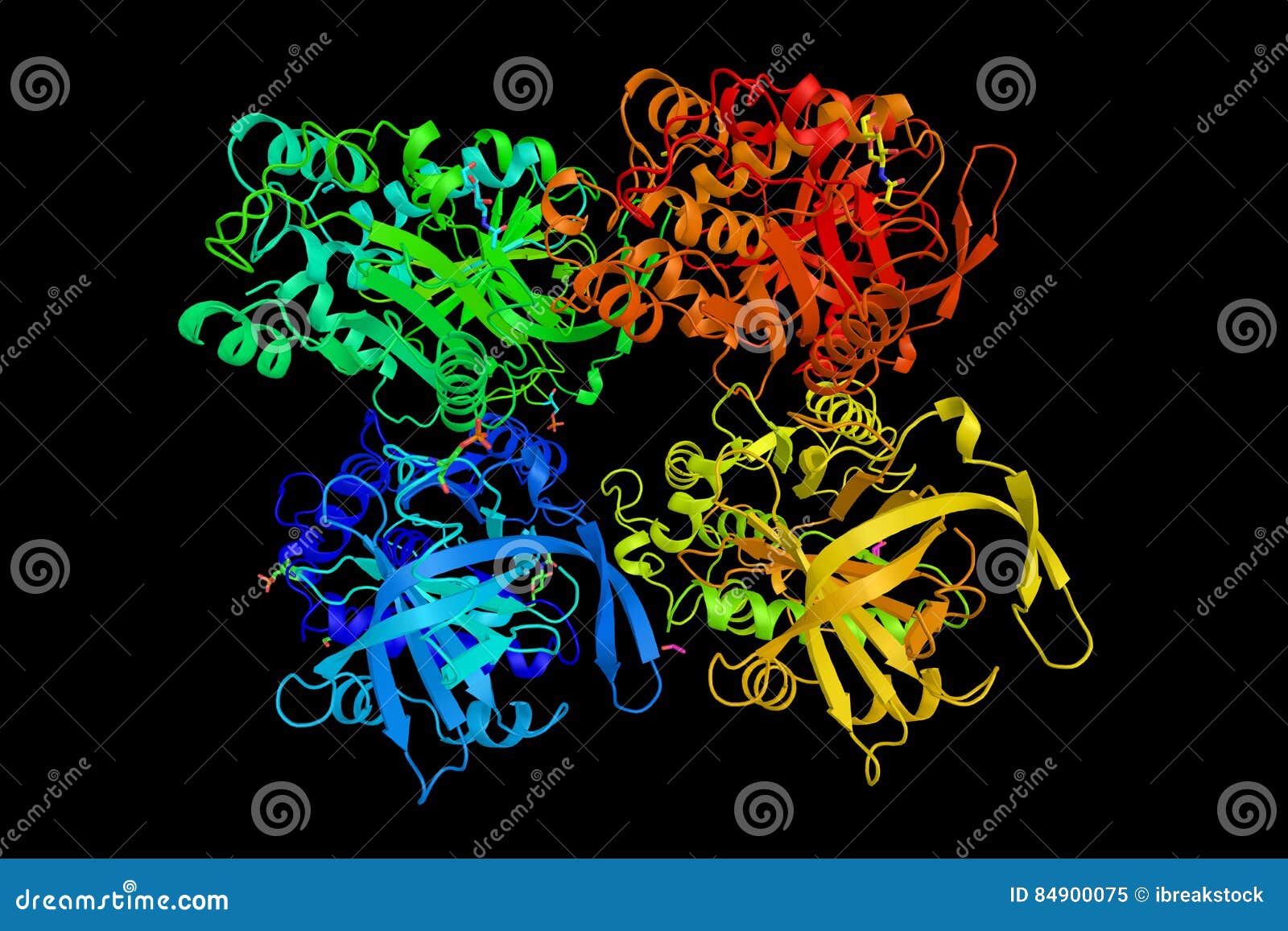 Ovalbumin, the Main Protein Found in Egg White, Making Up Approx Stock