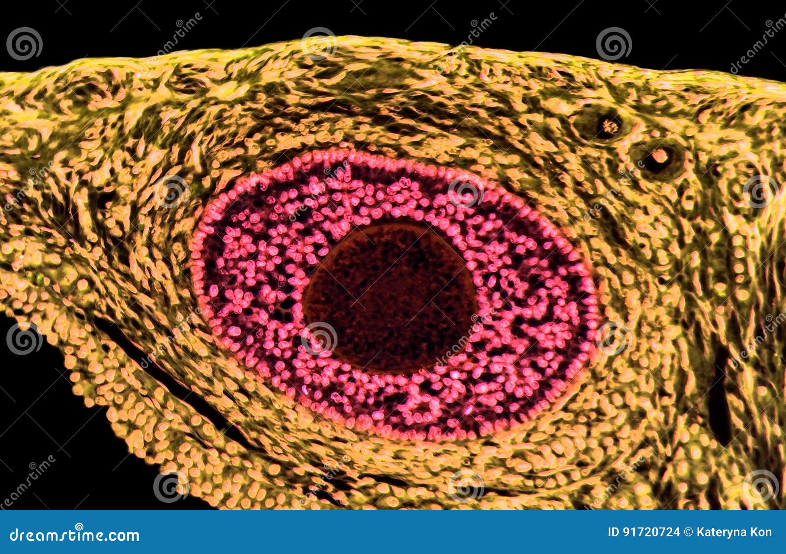ovarian follicles. light microscopy
