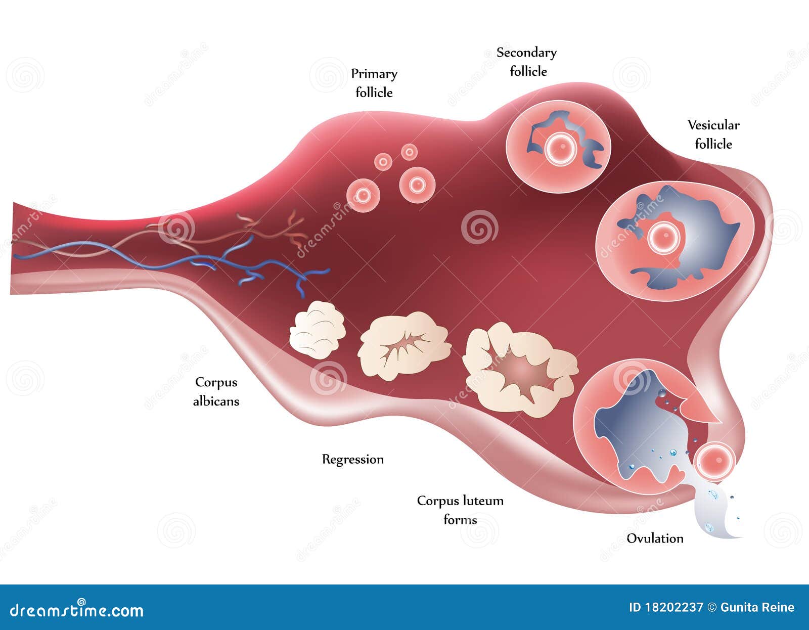 Ilustración que muestra la anatomía del ovario. Ovulación gradualmente. Fondo blanco aislado.